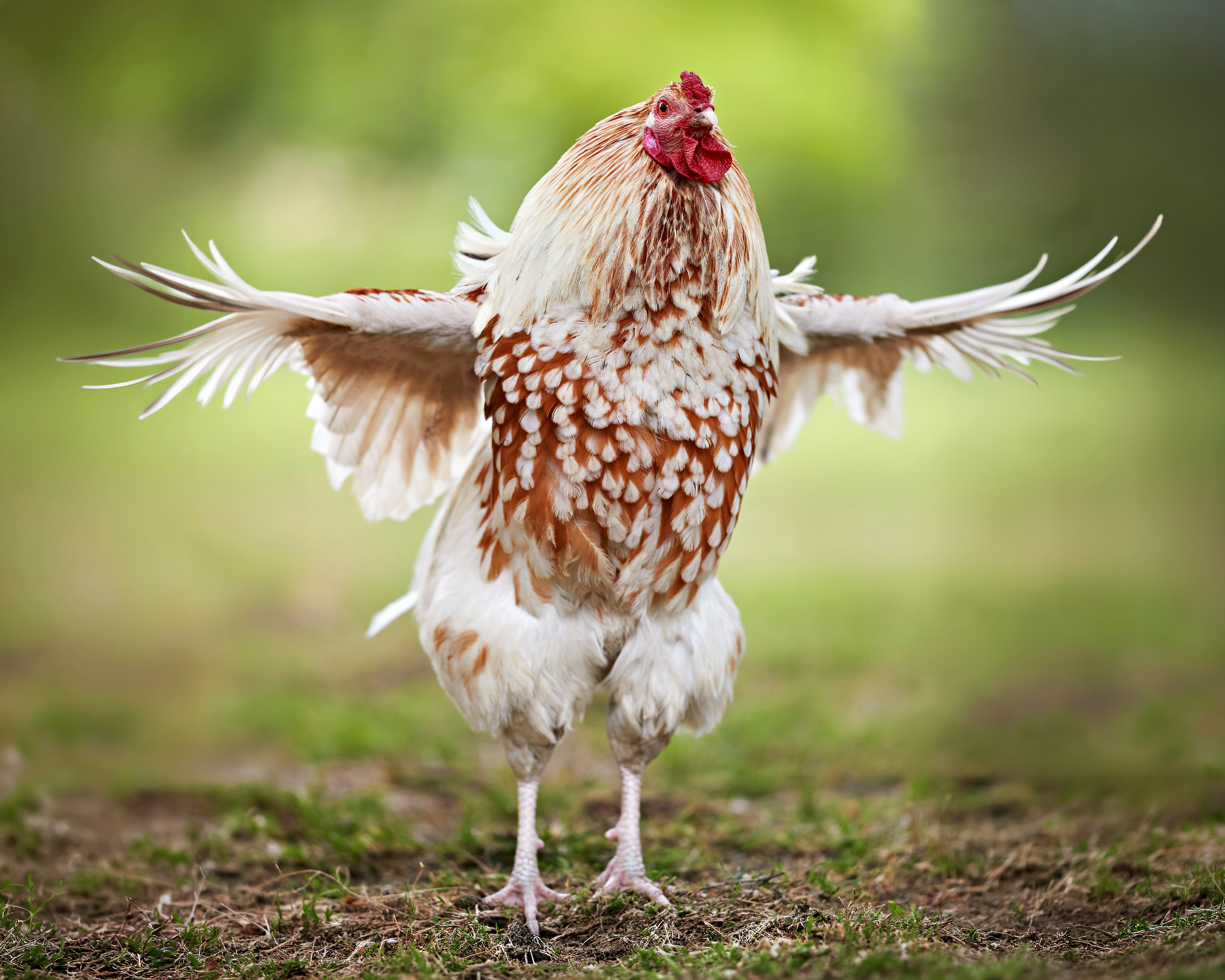 A rooster with its wings spread wide