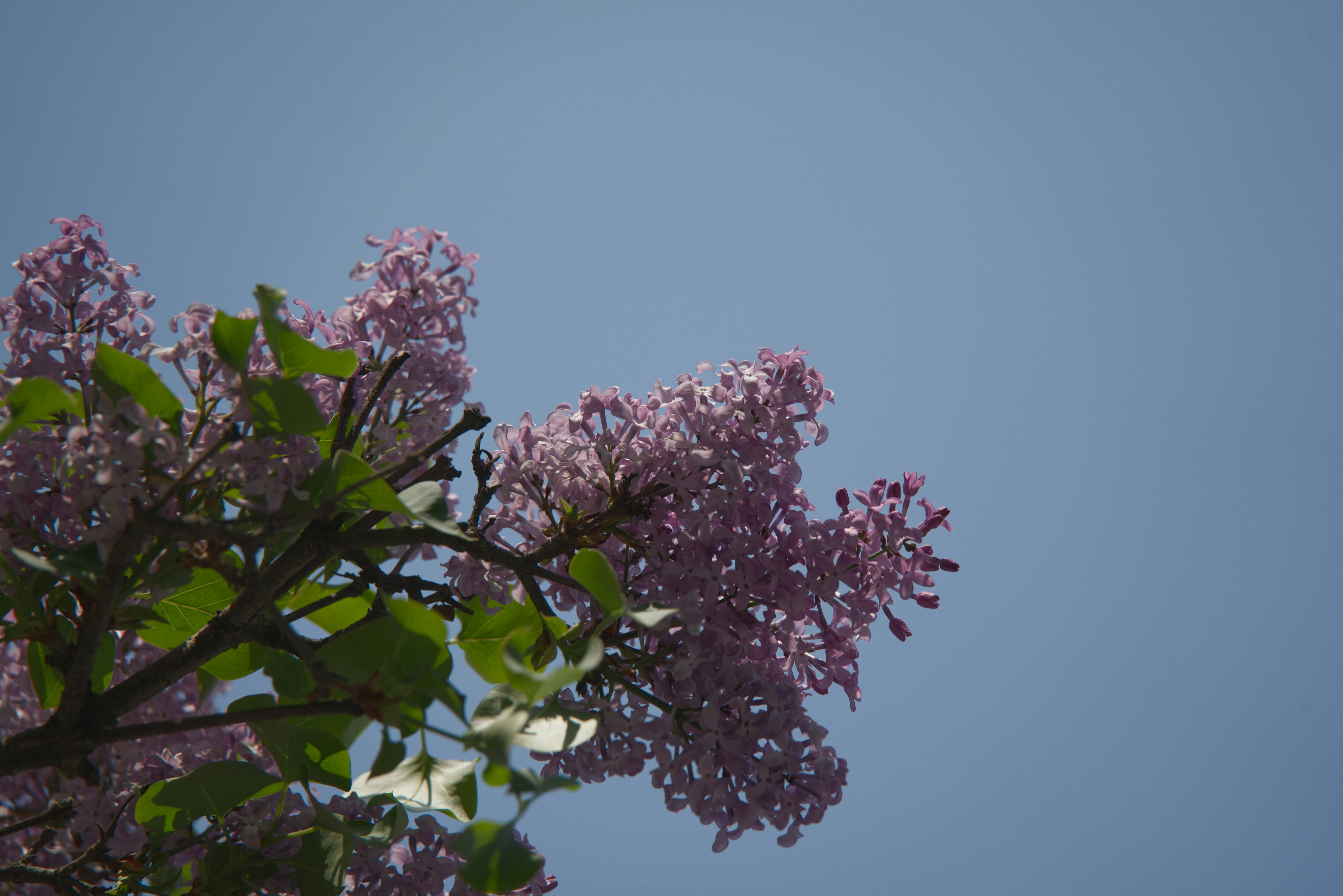Photo by lynzrand