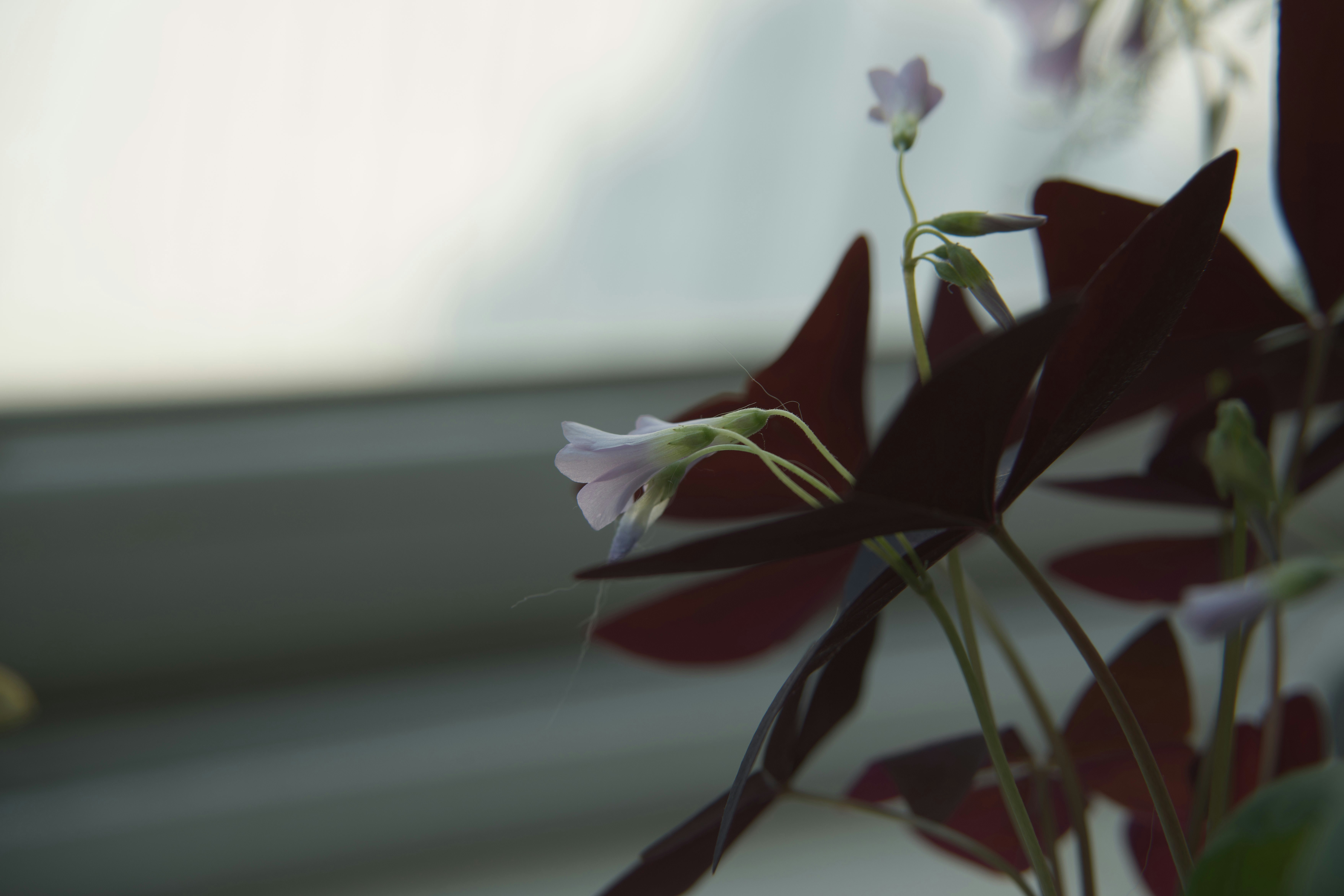 Кислиця — Oxalis triangularis