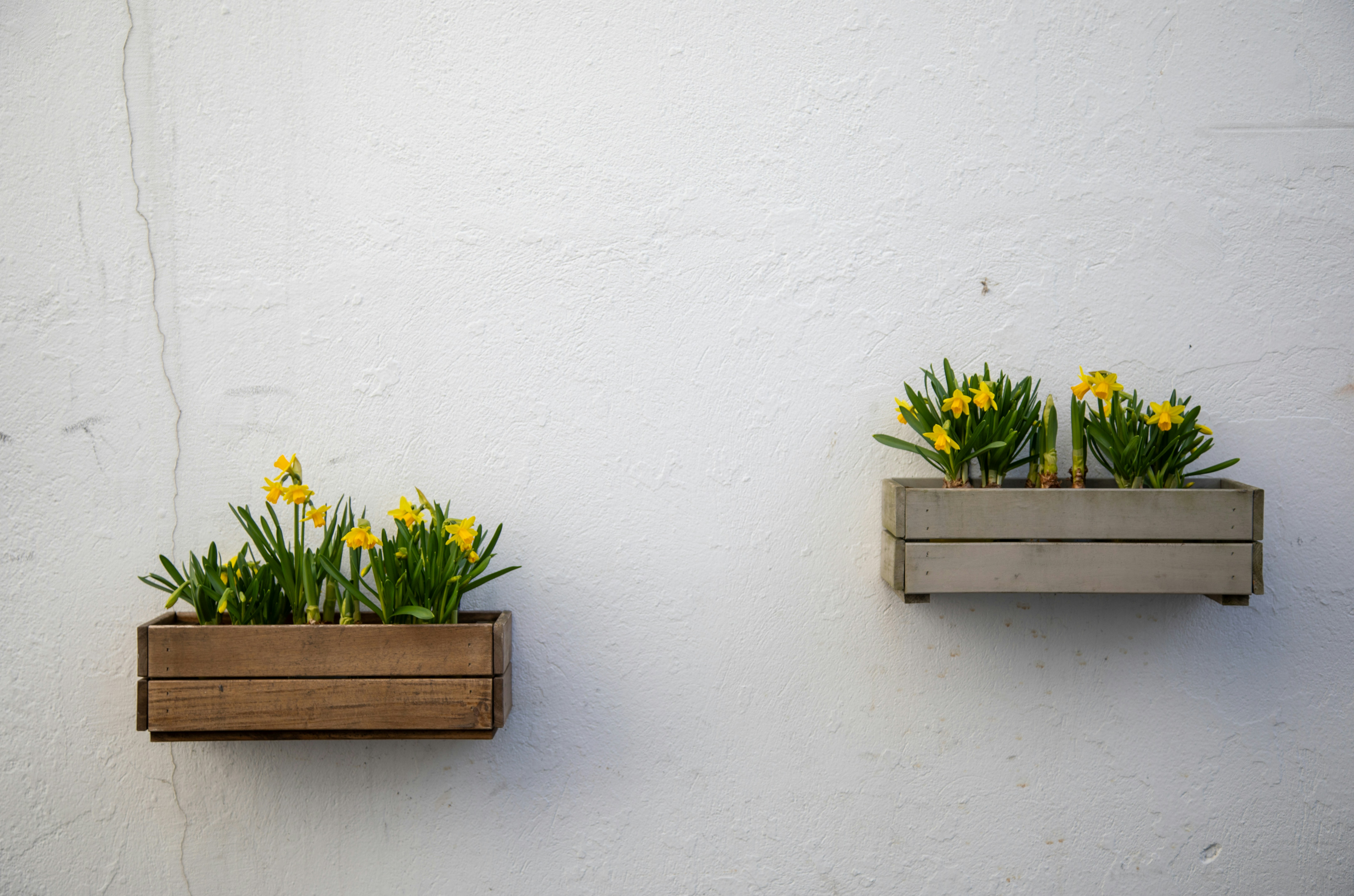 Due fiori di legno con fiori gialli su parete bianca