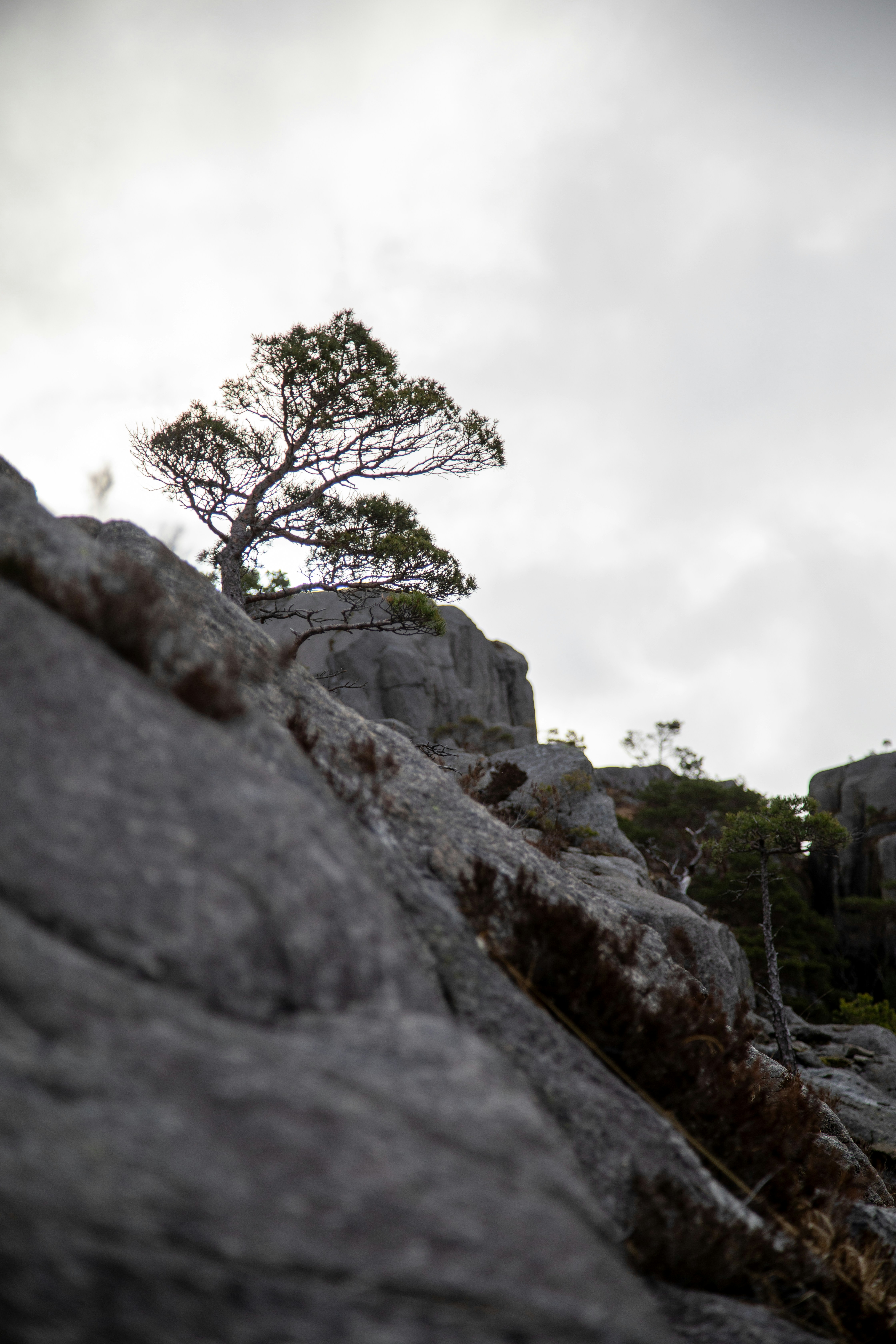 Un albero solitario cresce su una parete rocciosa di scogliera.