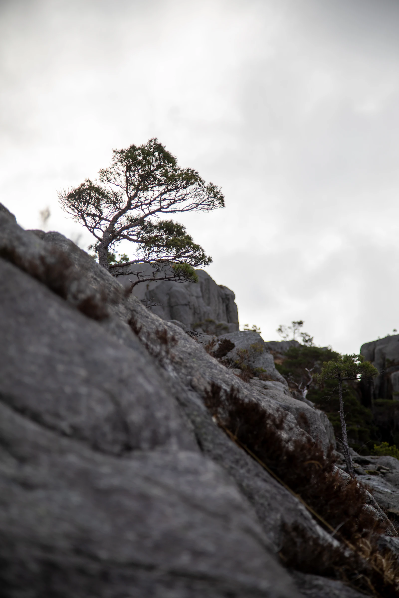A lone tree grows on a rocky cliffside cliff face