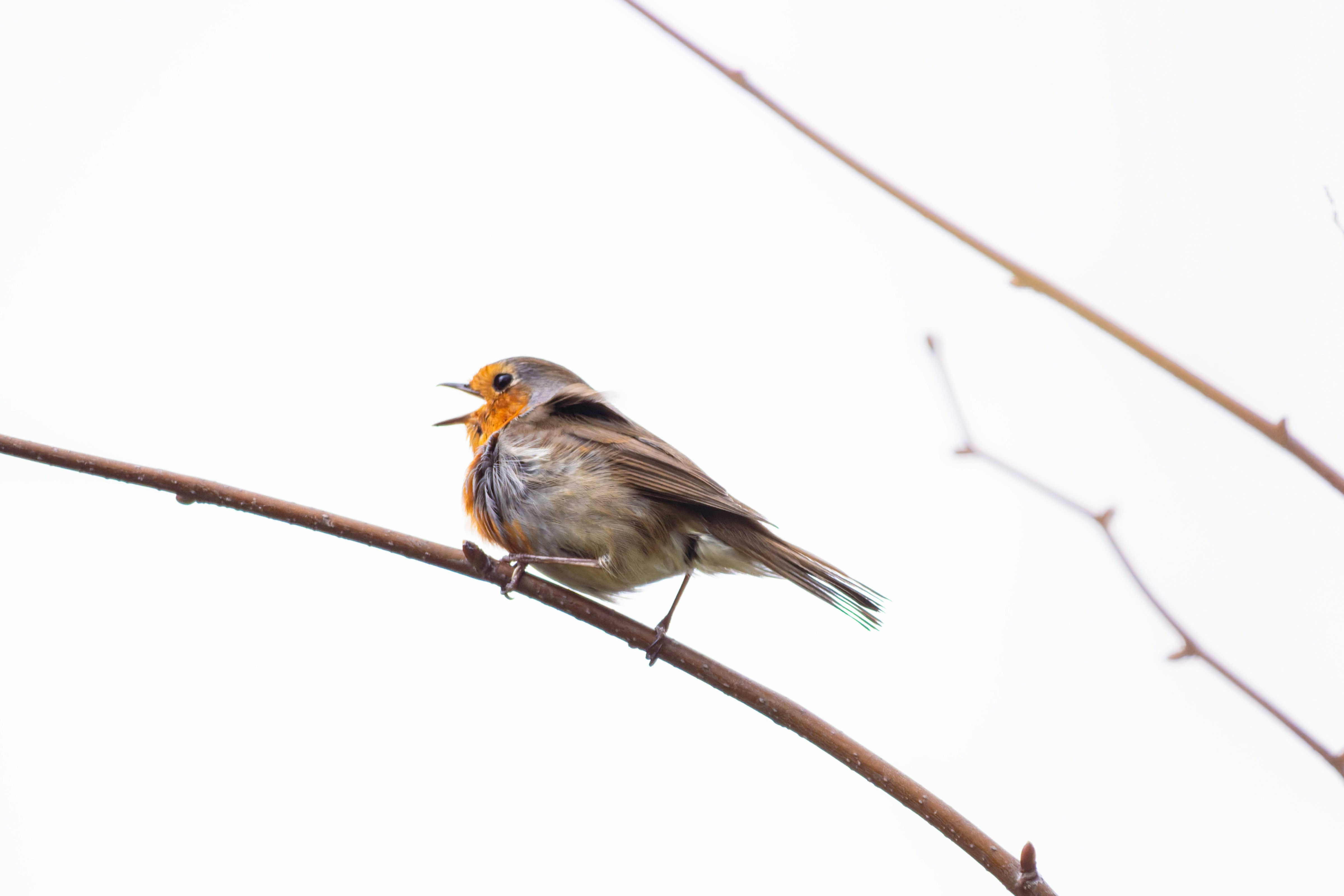 Photo by siegfriedpoepperl