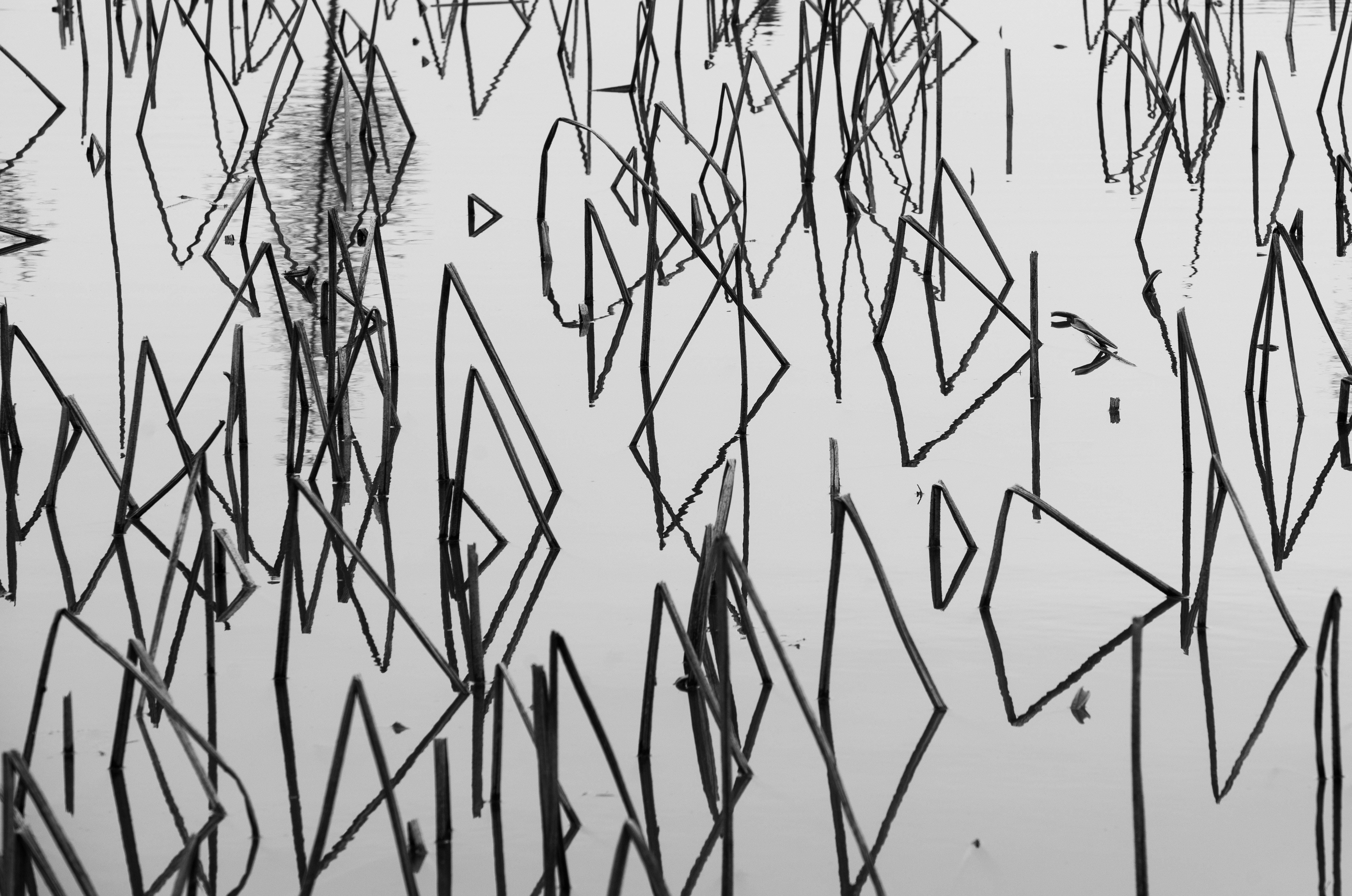 [春日护城河畔的宁静景色，绿树与古城墙相映成趣]