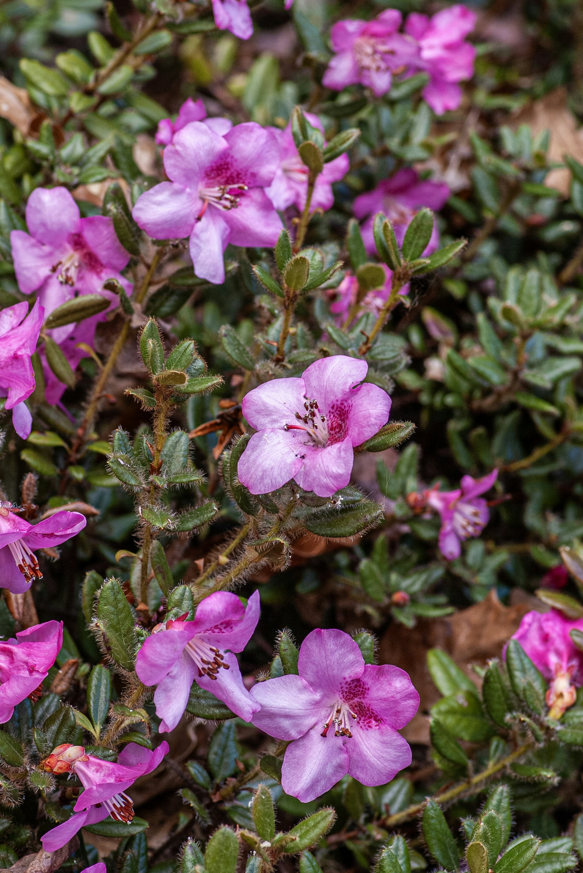 小さなピンク色の花が葉の茂った茂みに咲きます - Unsplashに収録の