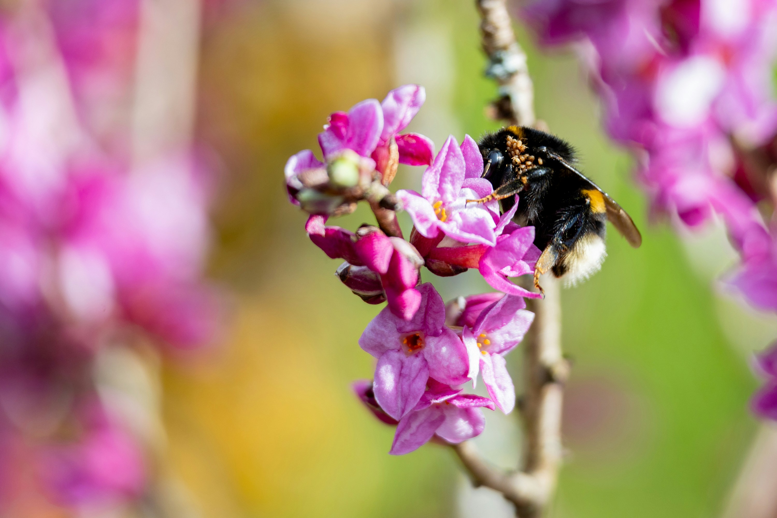 A fuzzy bee collects nectar from pink blossoms.