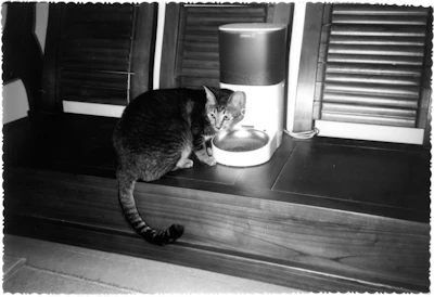 A cat eating from an automatic feeder