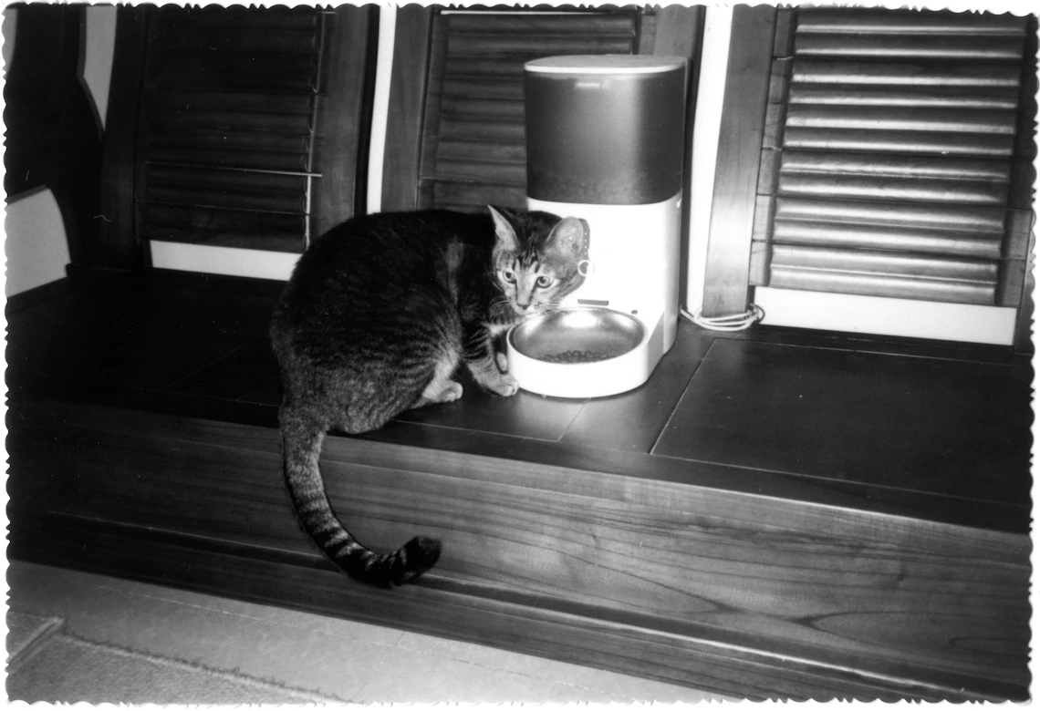 Cat eating from an automatic pet feeder