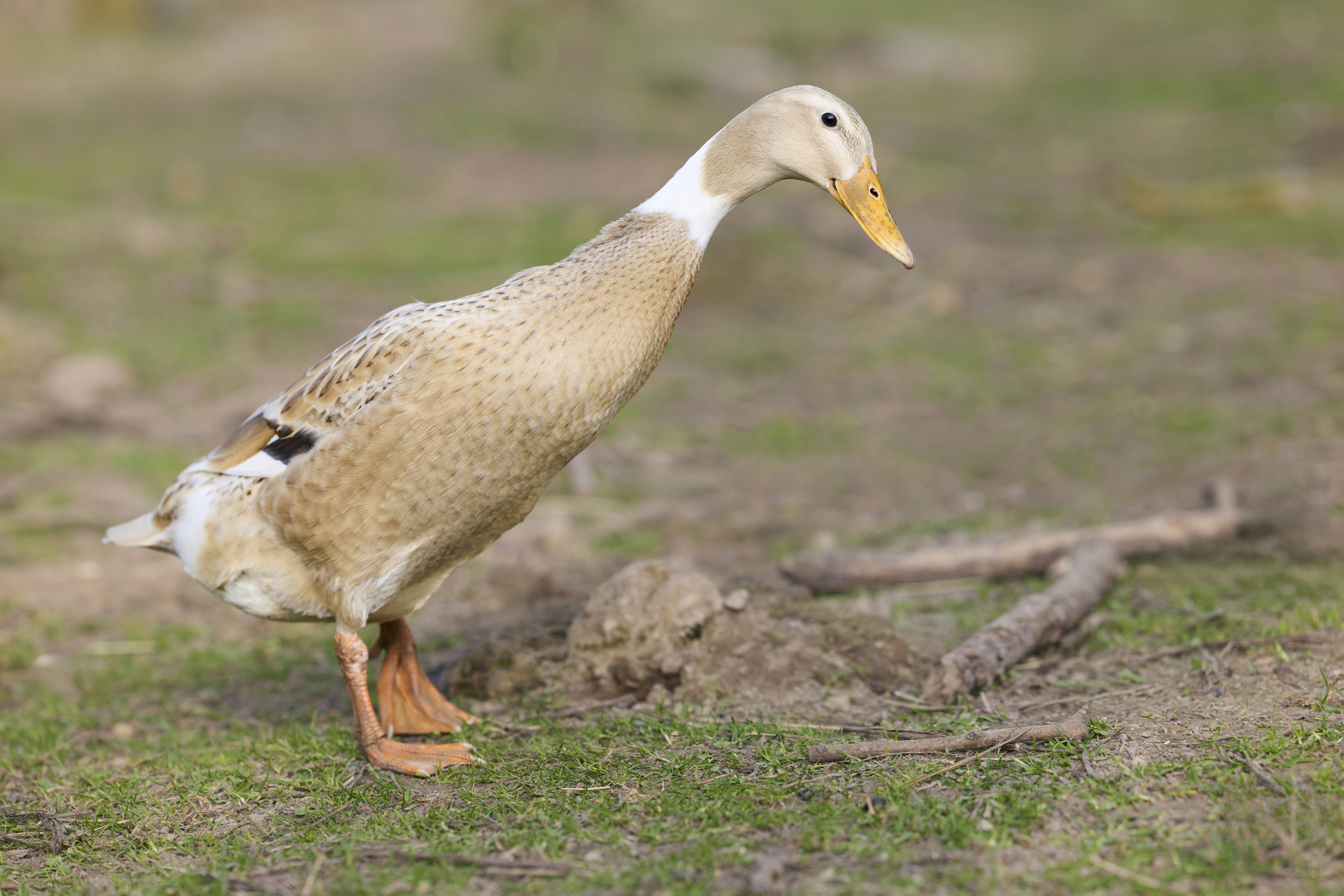 Photo by erwinbosman