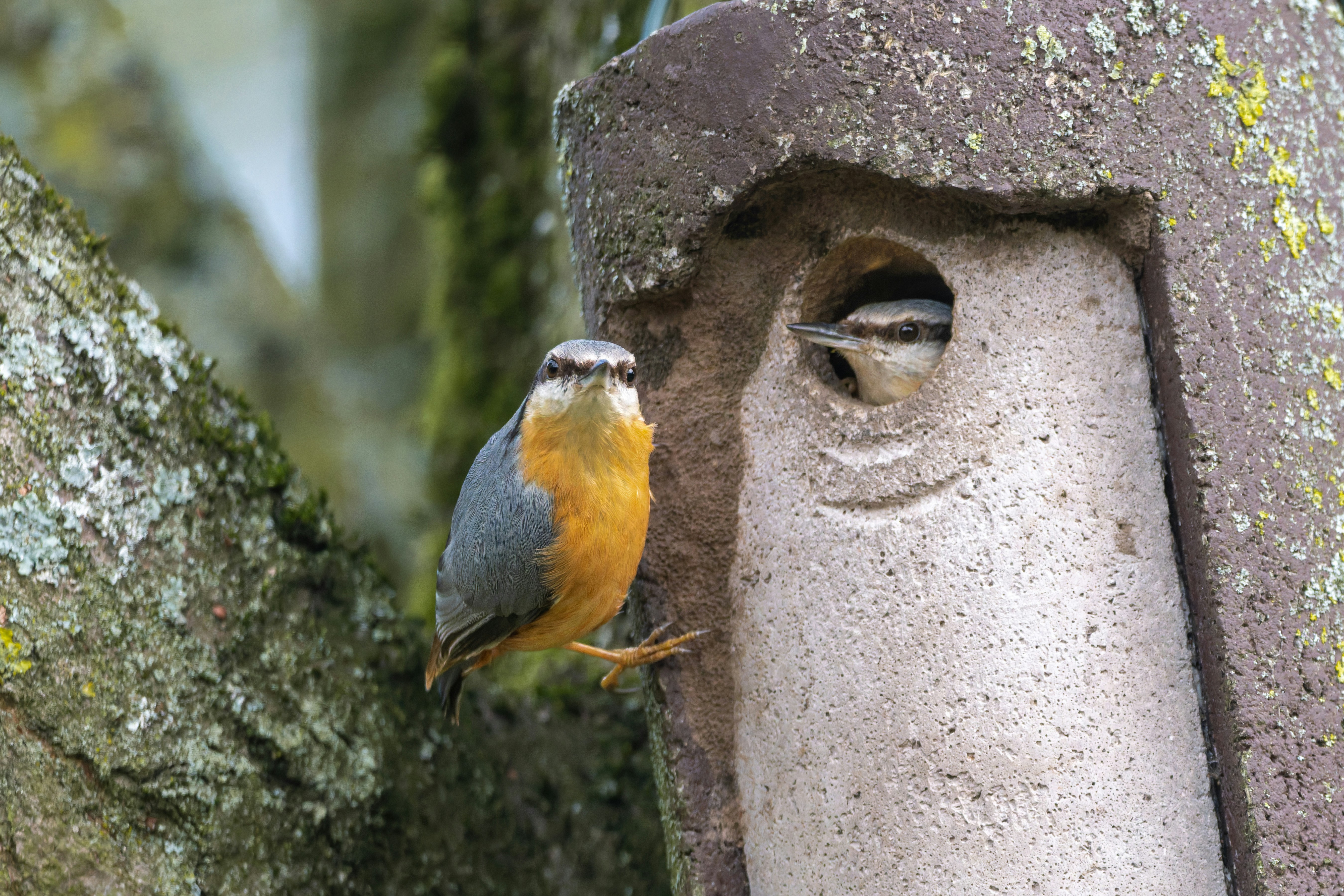 Ein Kleiber in der Nähe eines Nistlochs mit einem anderen Vogel.