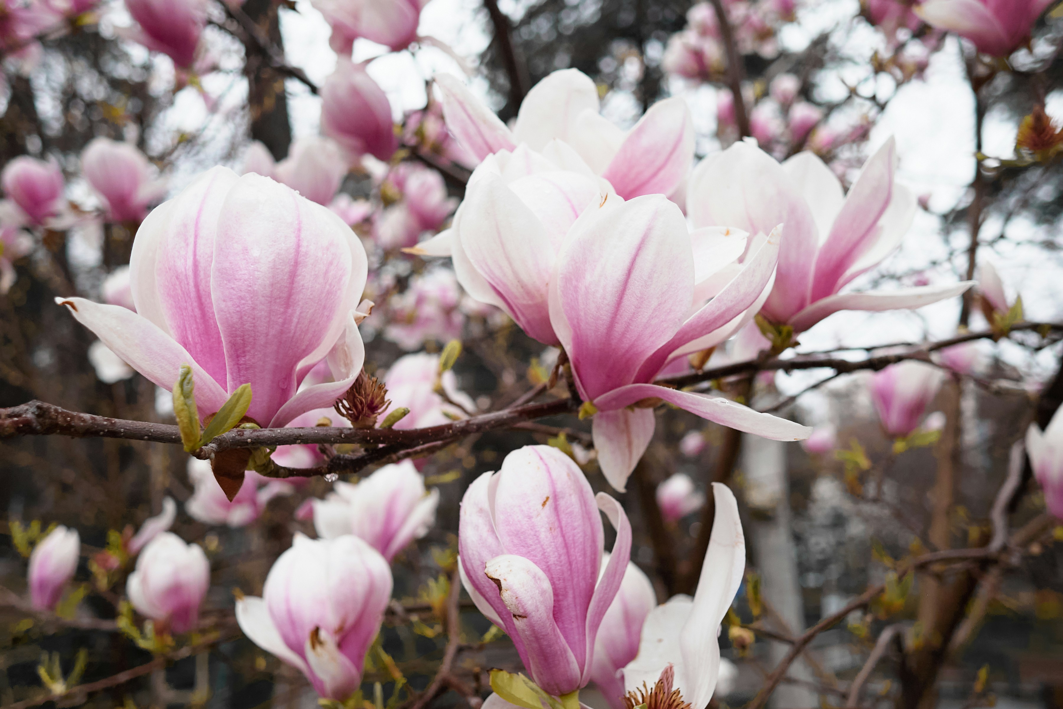 Photo by elenagolubeva