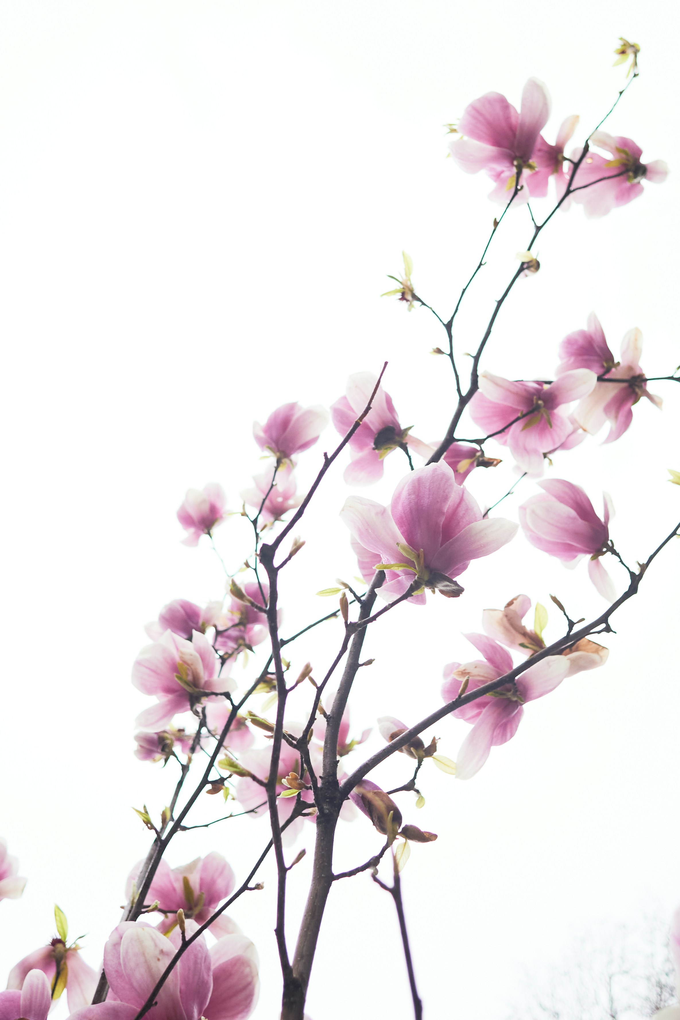 Photo by elenagolubeva