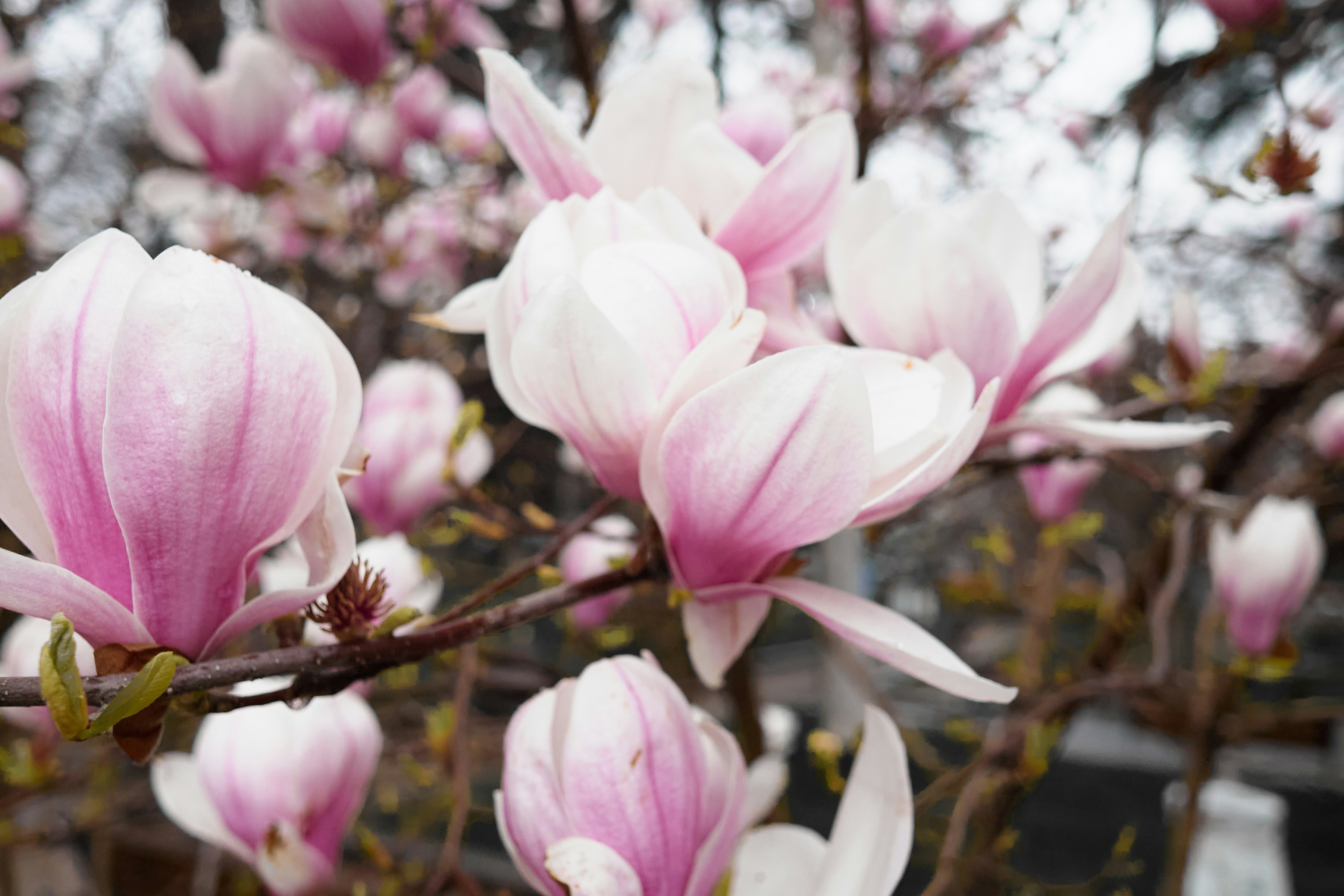 Photo by elenagolubeva