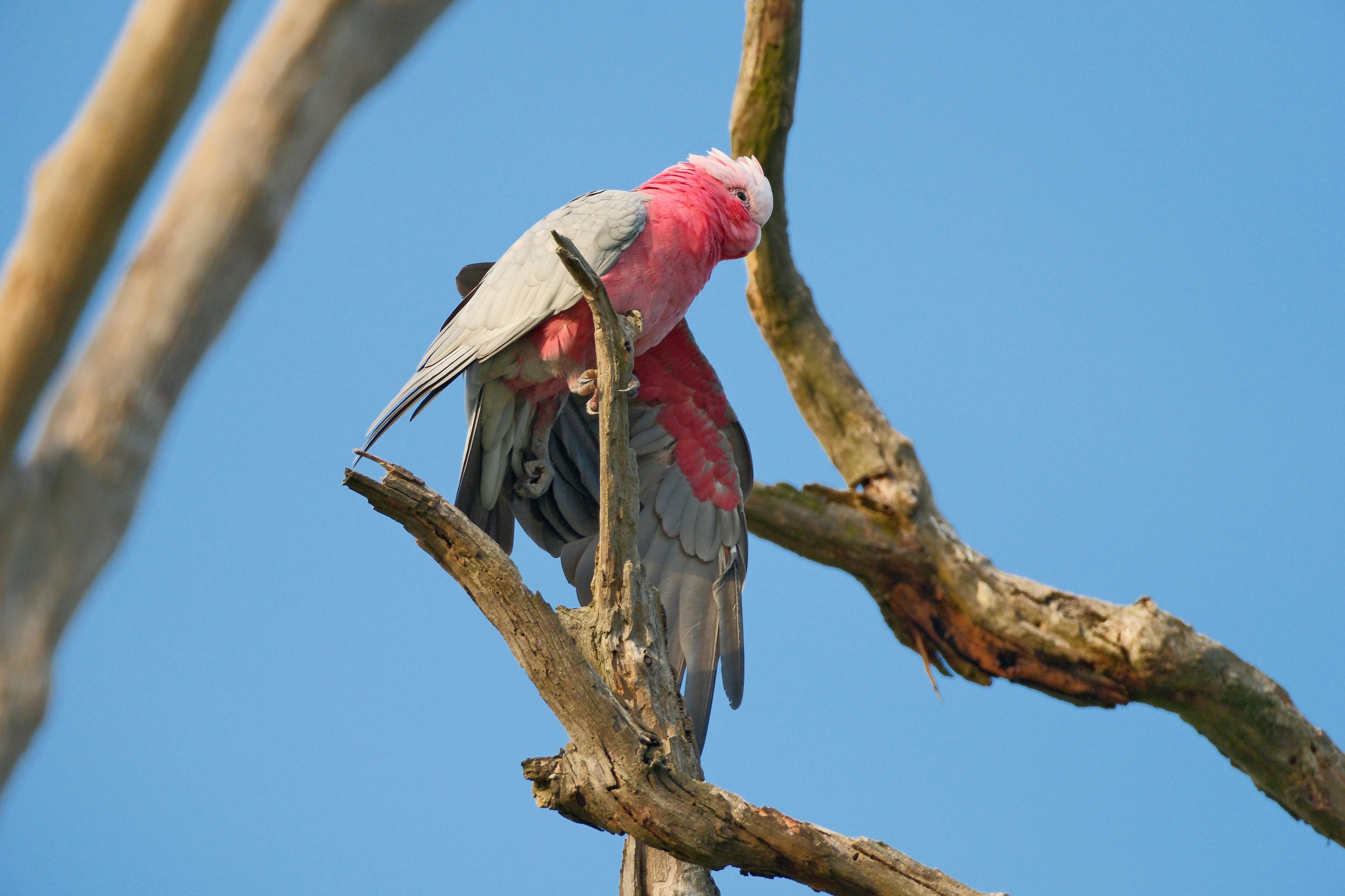Two pink and grey cockatoos perched on a tree branch.