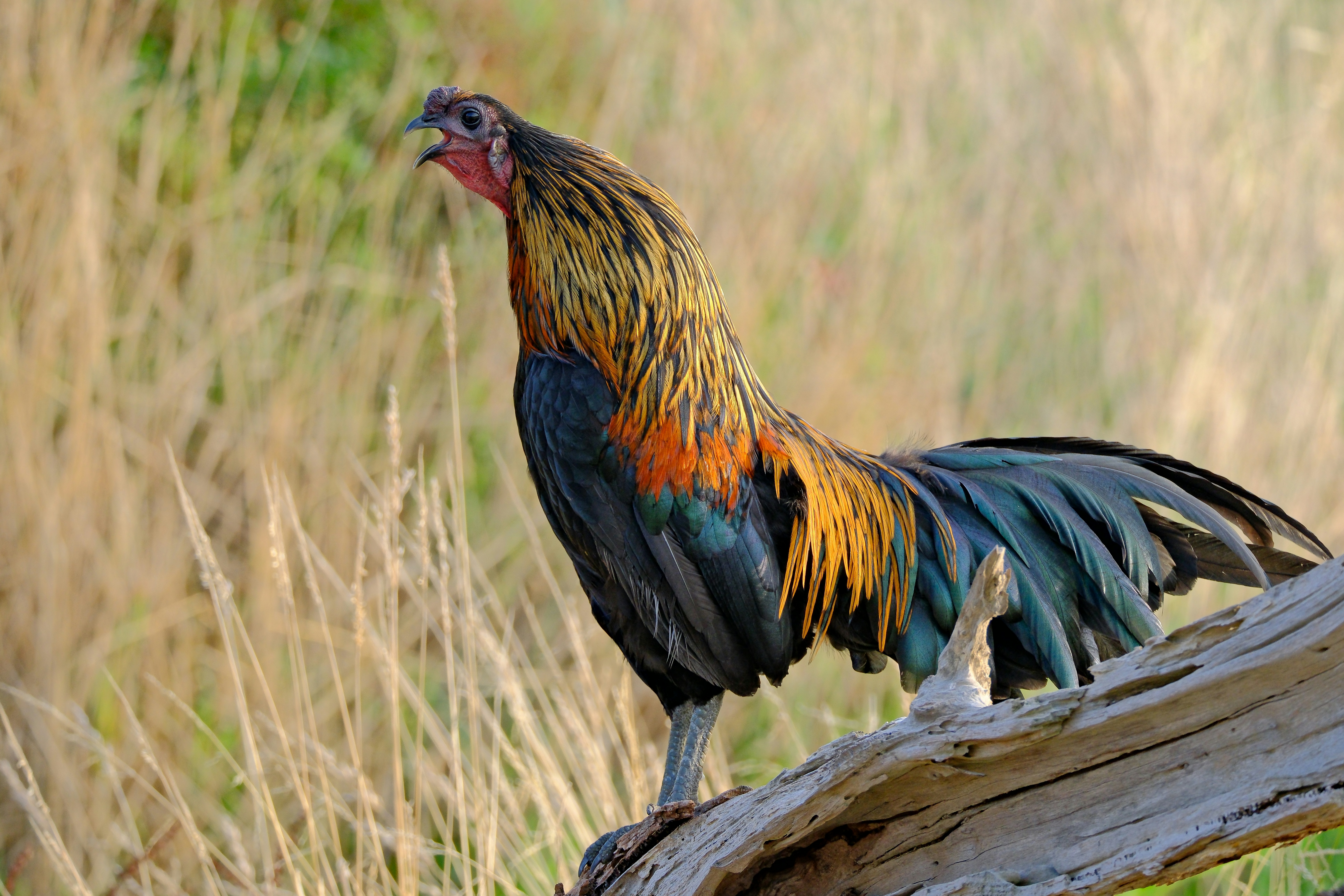 Rooster perched on a log crowing loudly