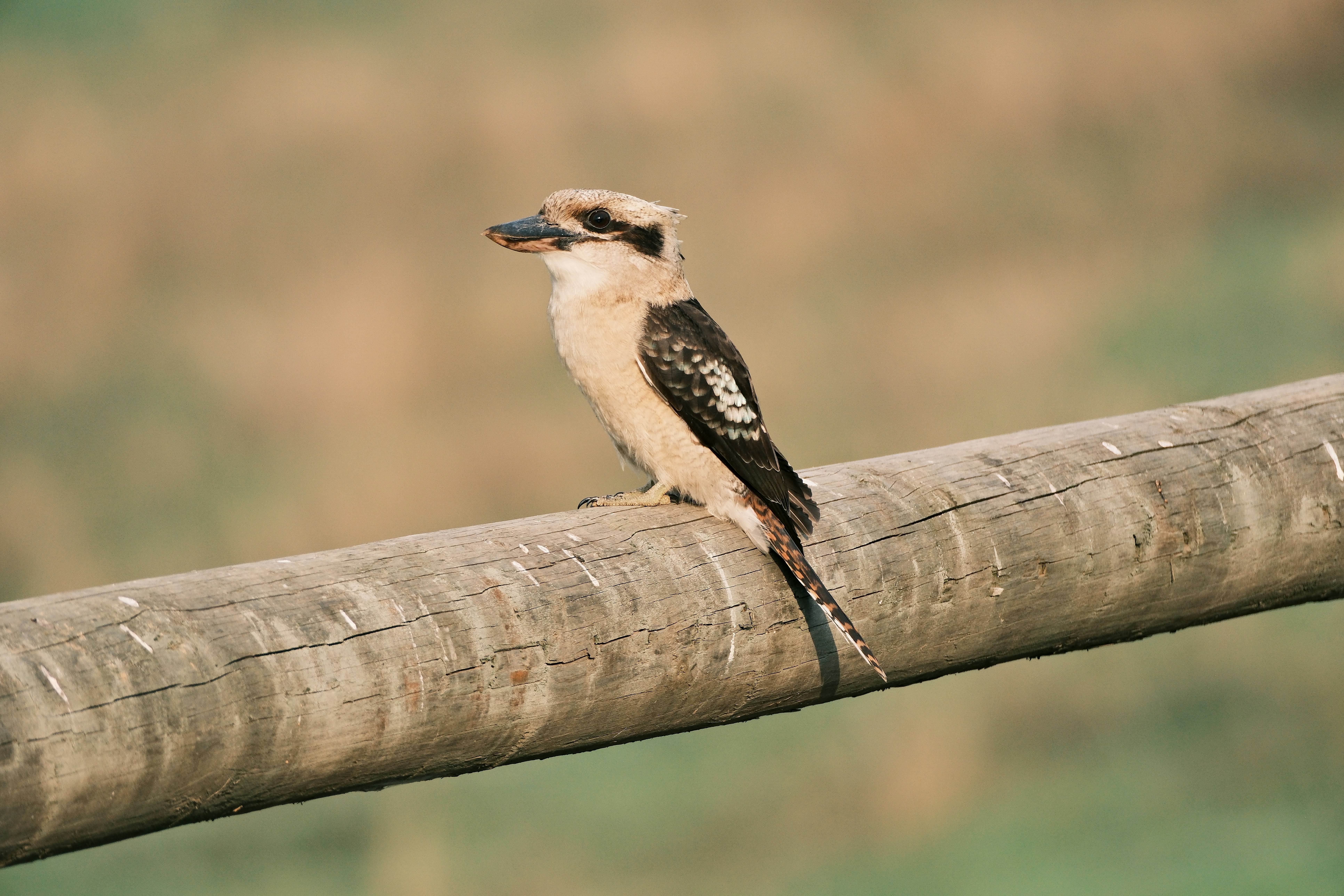 A kookaburra perched on a wooden beam.