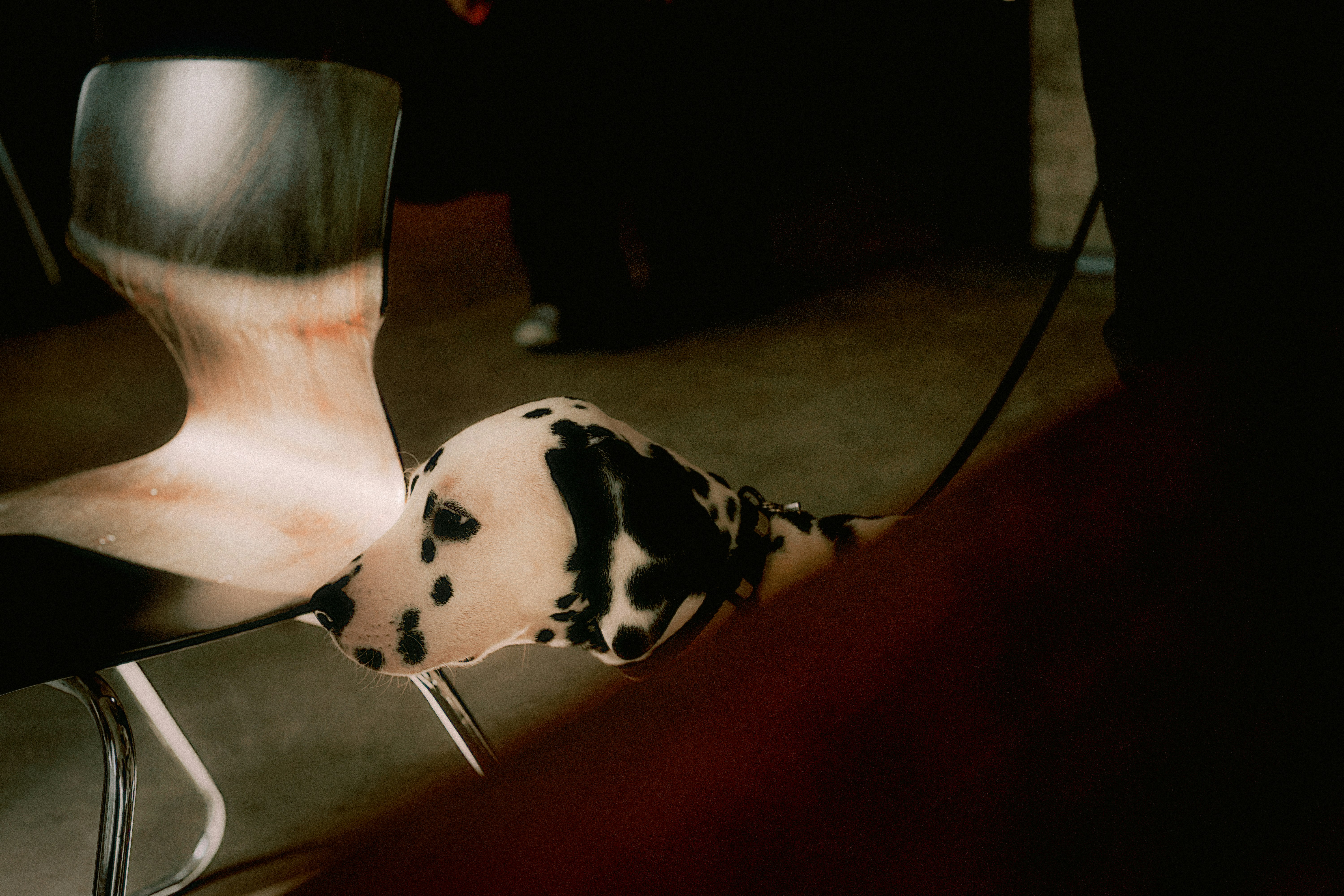 Un cane dalmata appoggia la testa su una sedia.