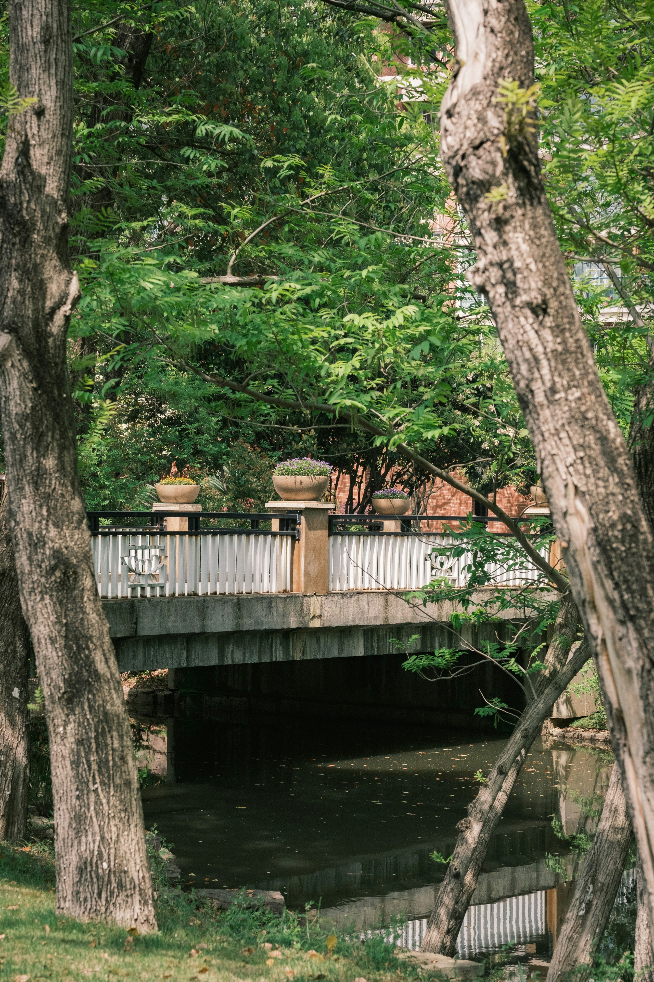 公園の狭い小川を渡る石橋があります。