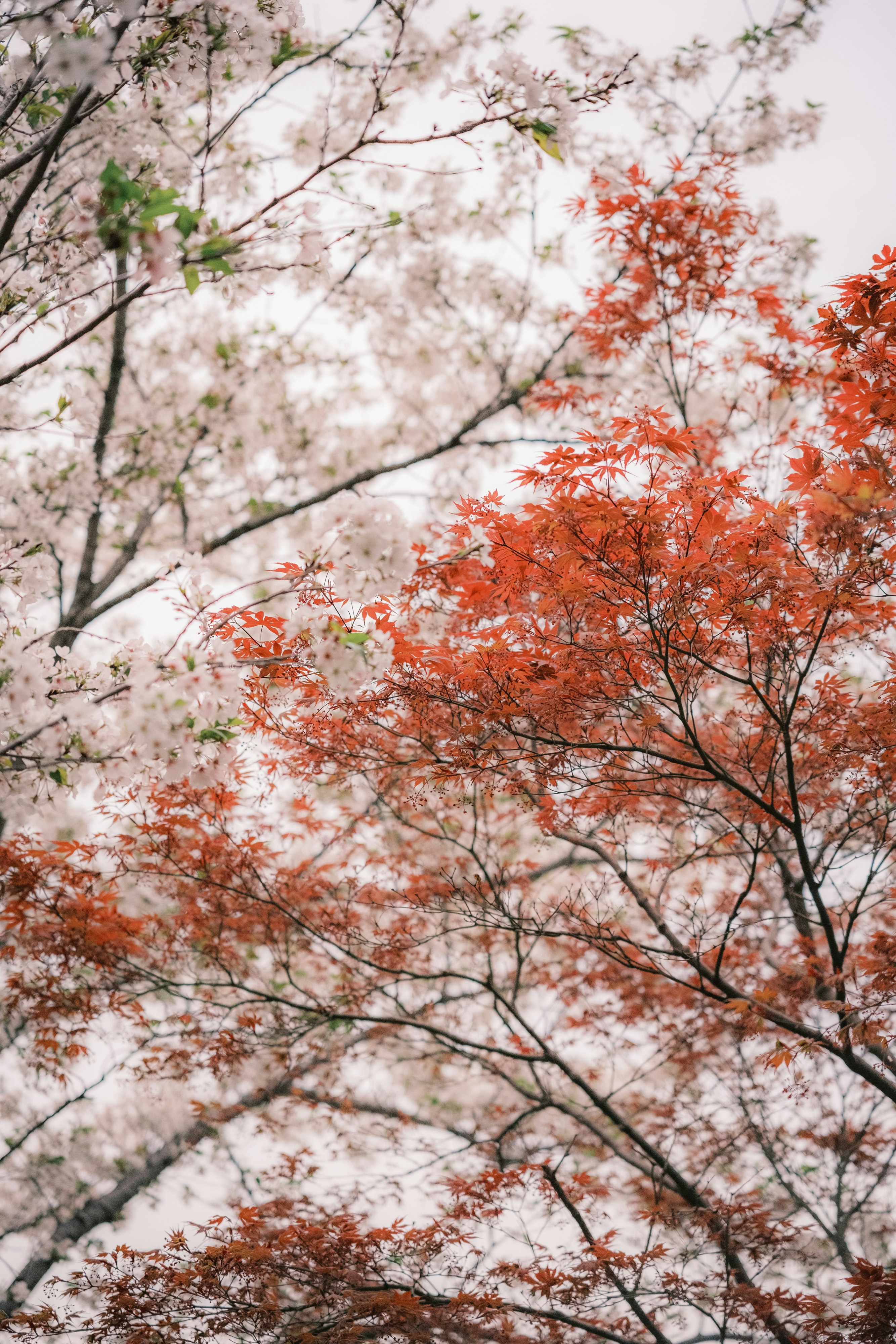 Photo by samuelwu