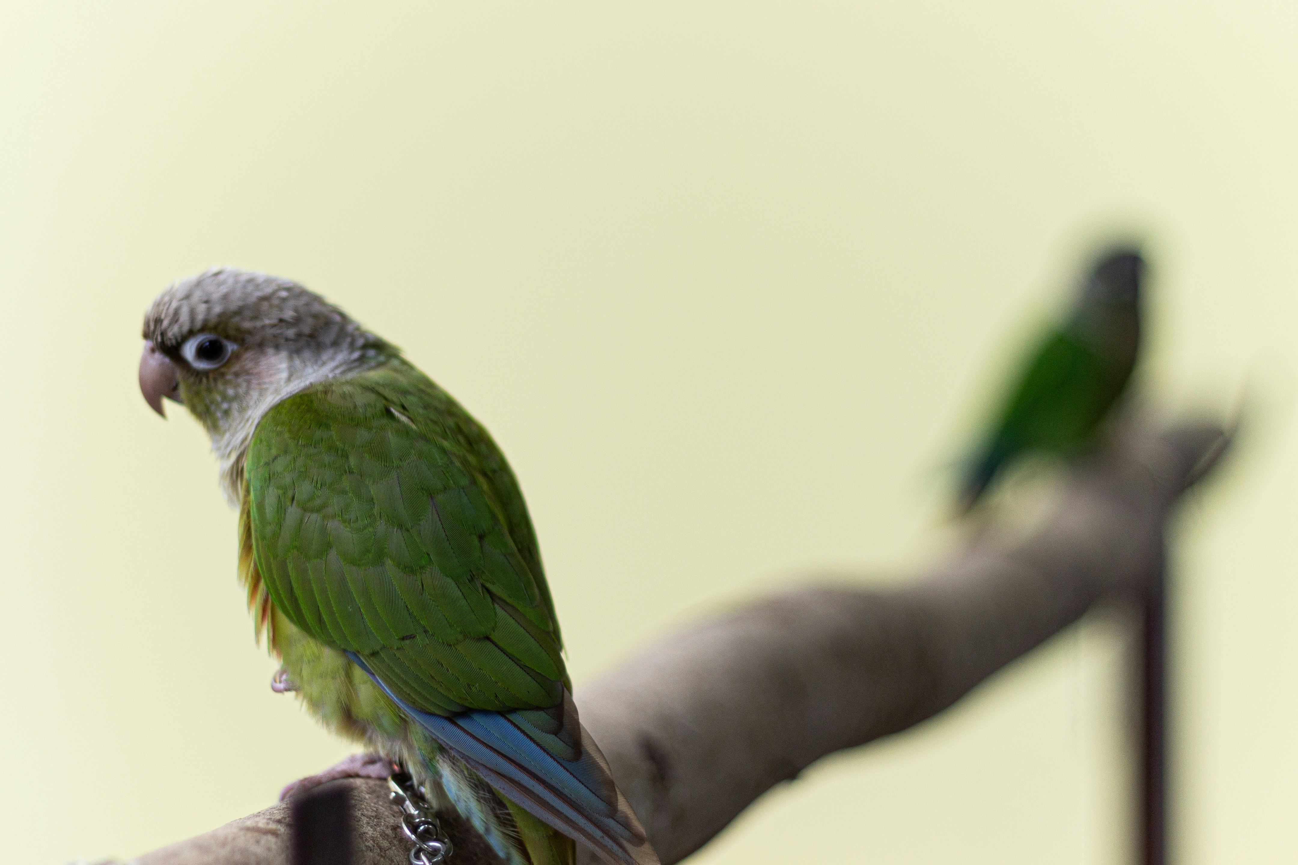 Two green parrots perched on a branch