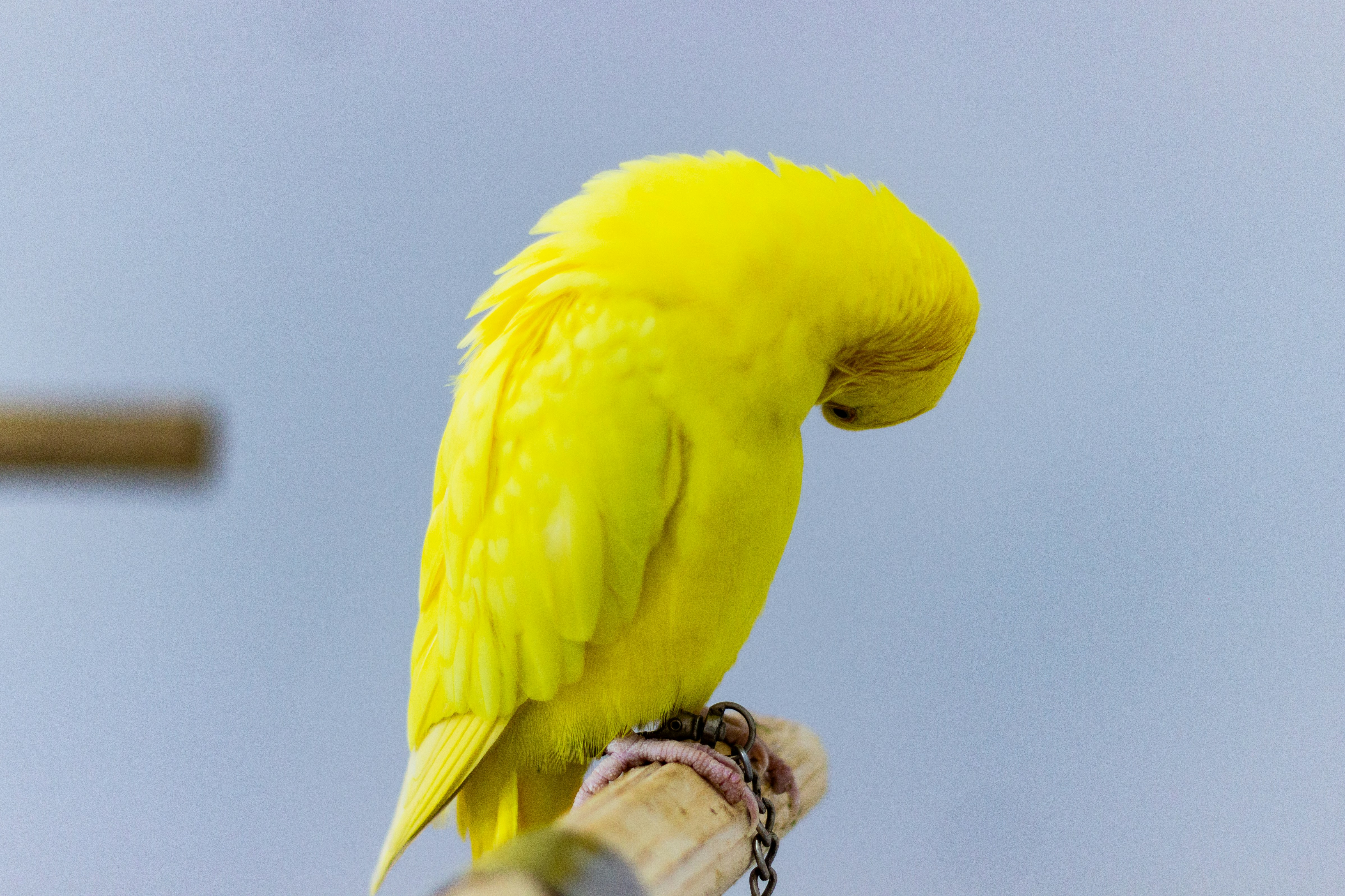 A bright yellow budgie bird perched on a wooden stand.