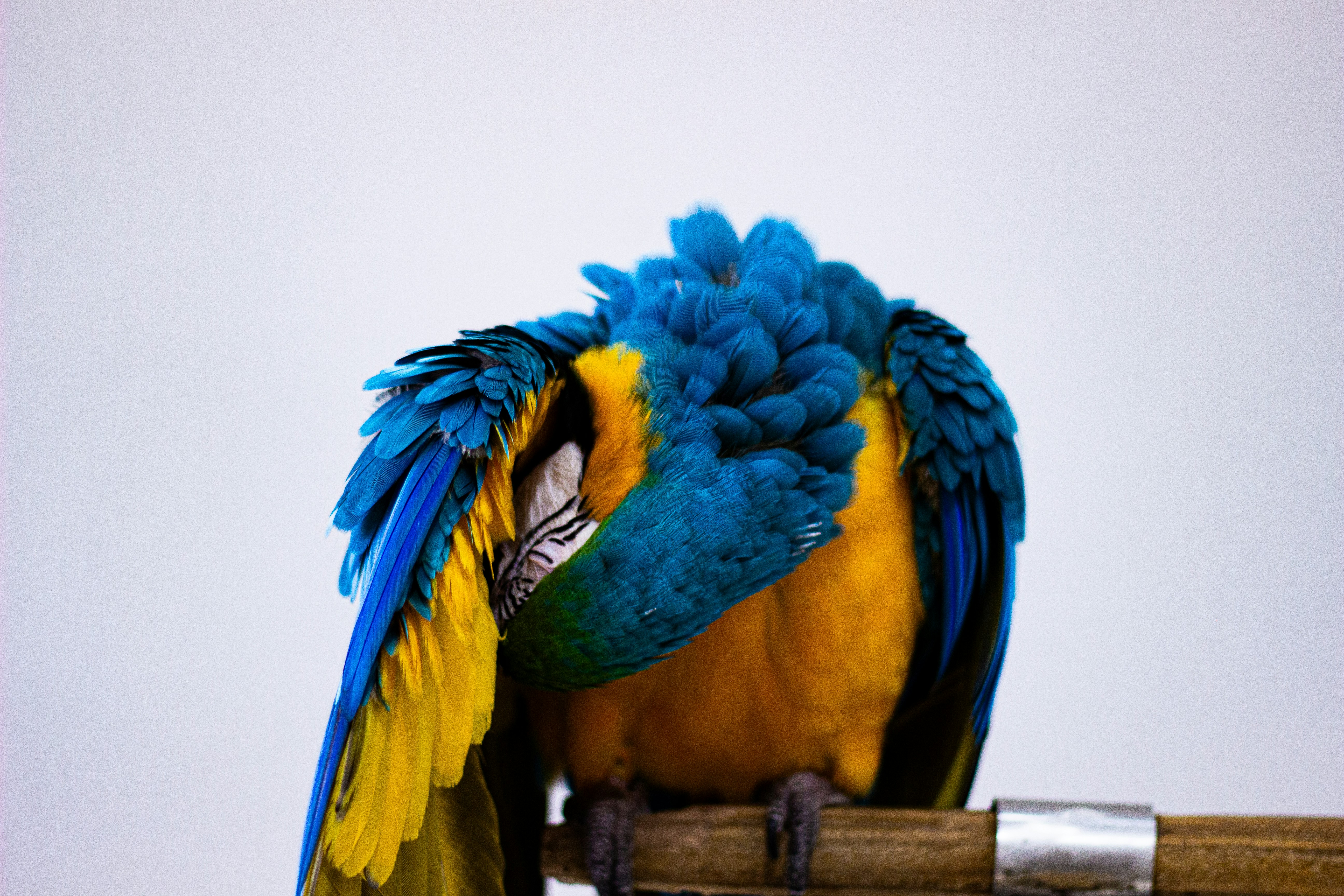 A blue and yellow macaw preening its feathers