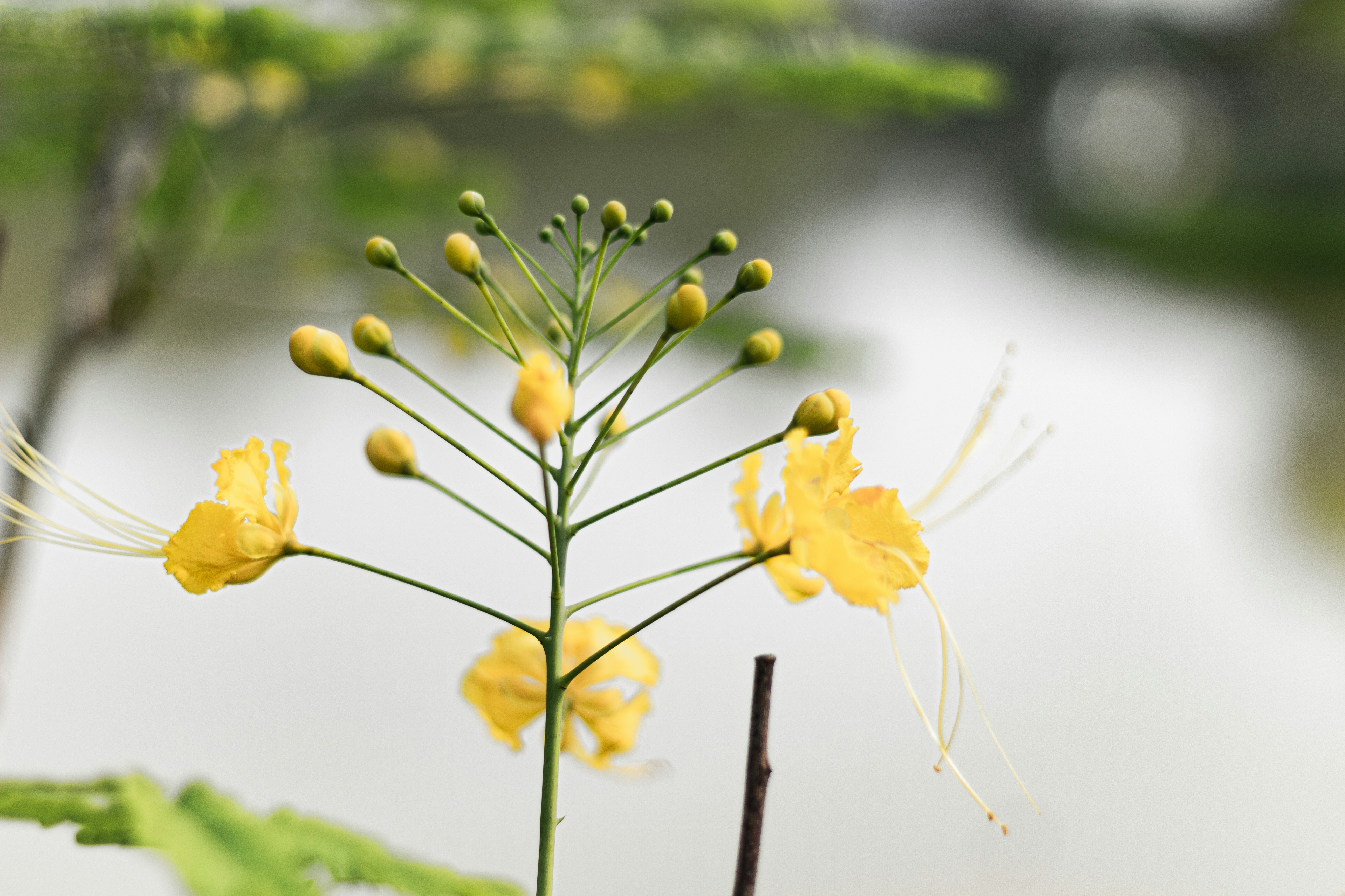Delicate yellow flowers with long stamens bloom on a branch.