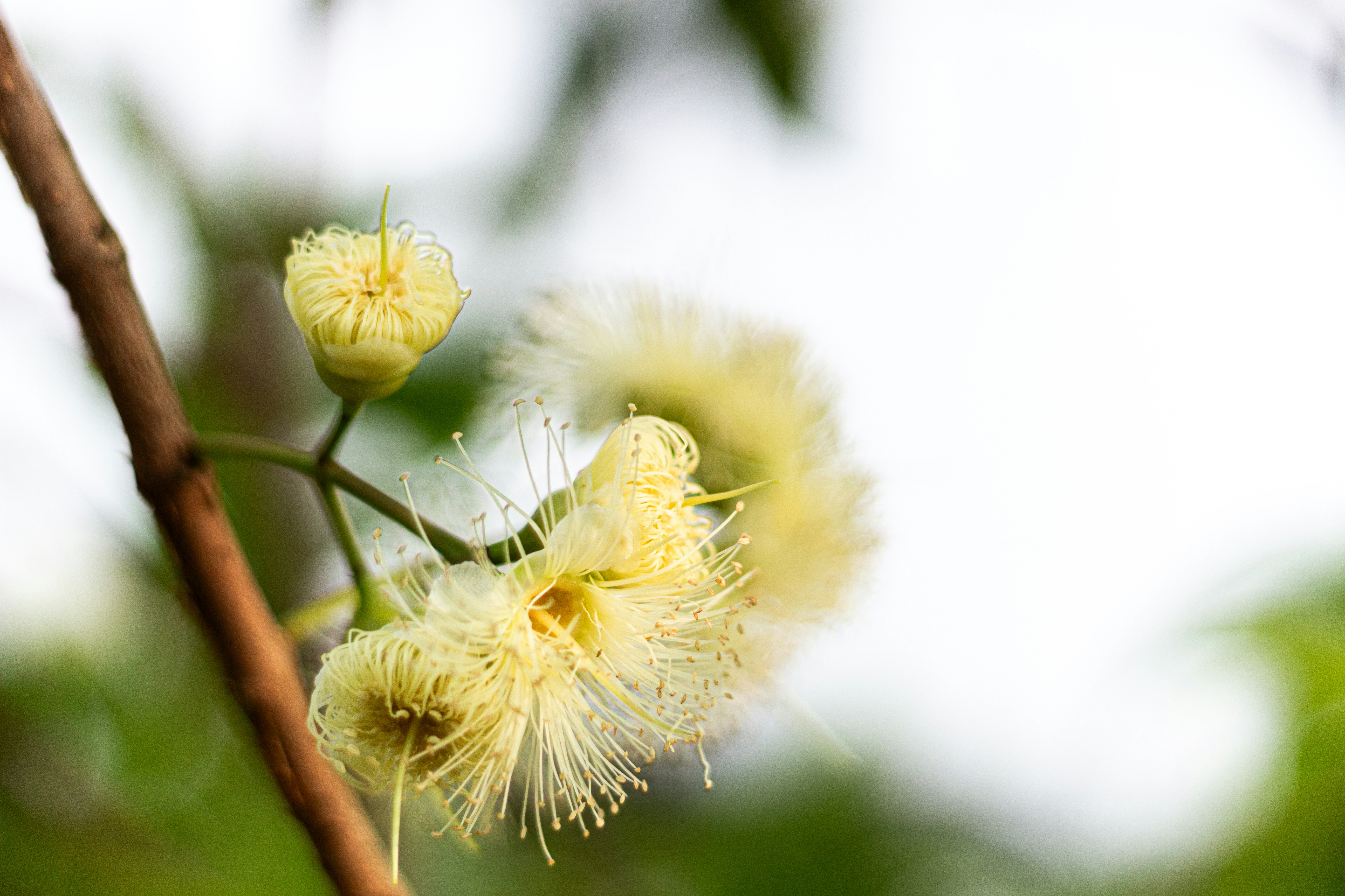 Delicate white flowers bloom on a brown branch.