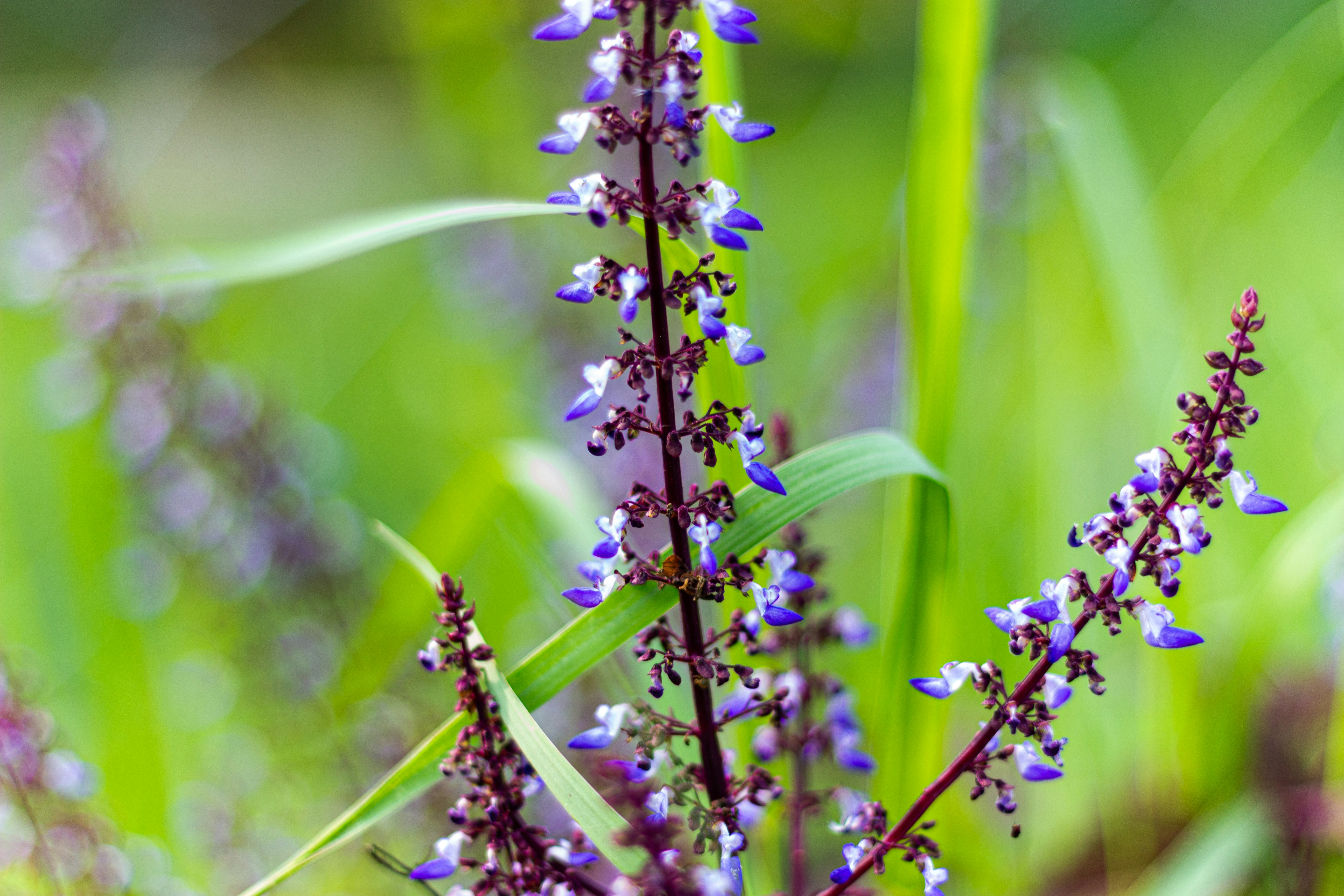 Delicate purple flowers bloom on tall stalks.