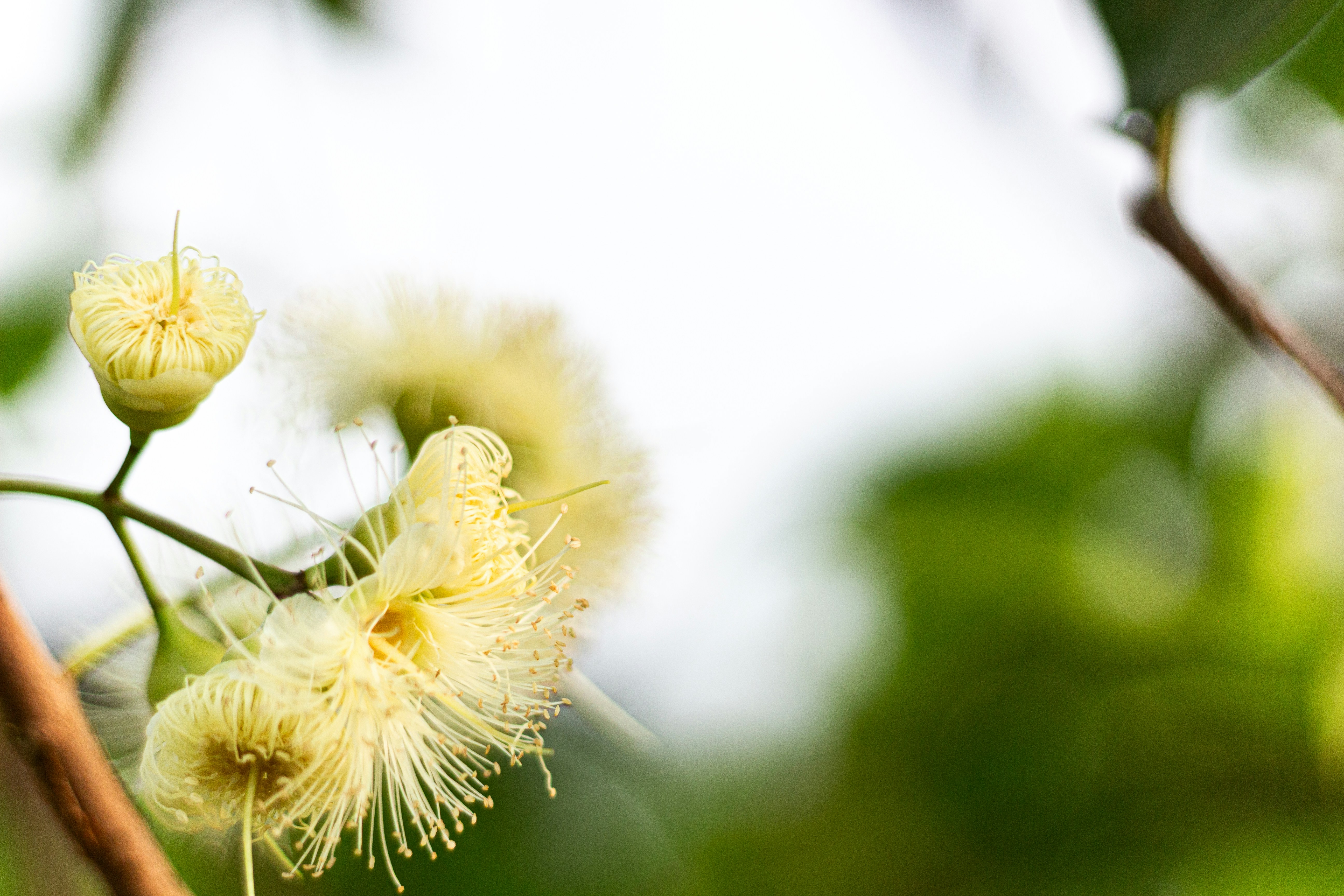 Delicate white flowers with long stamens on a branch.