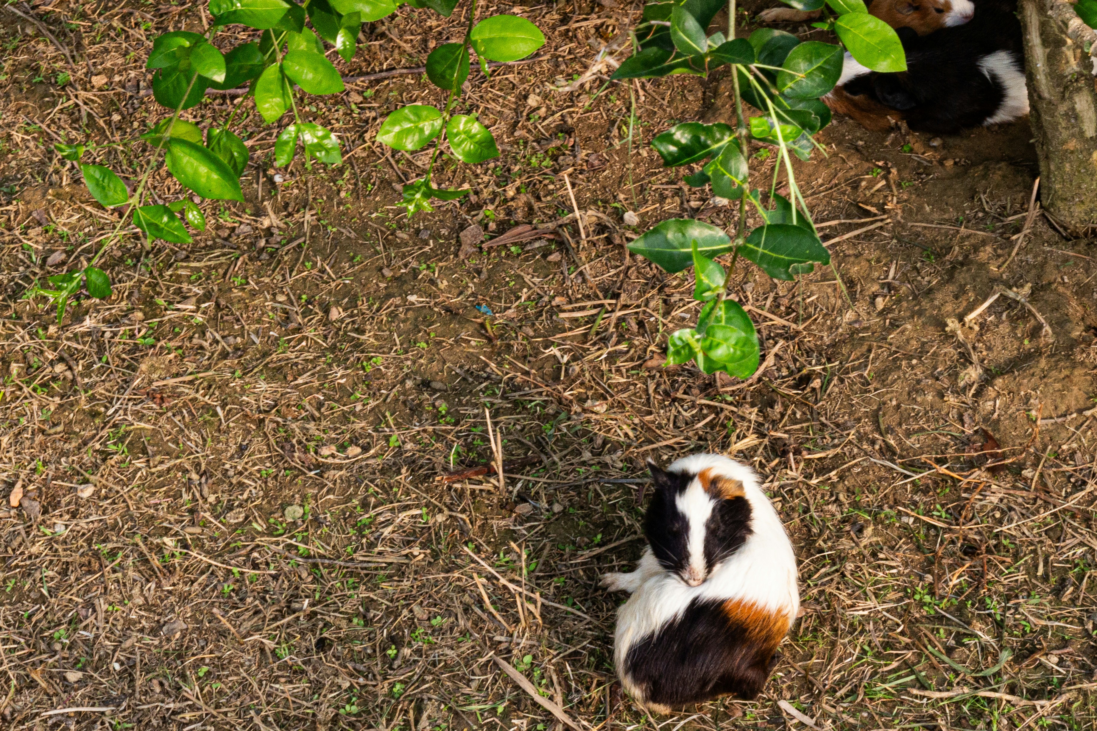 A tri-colored guinea pig sits on dry ground.