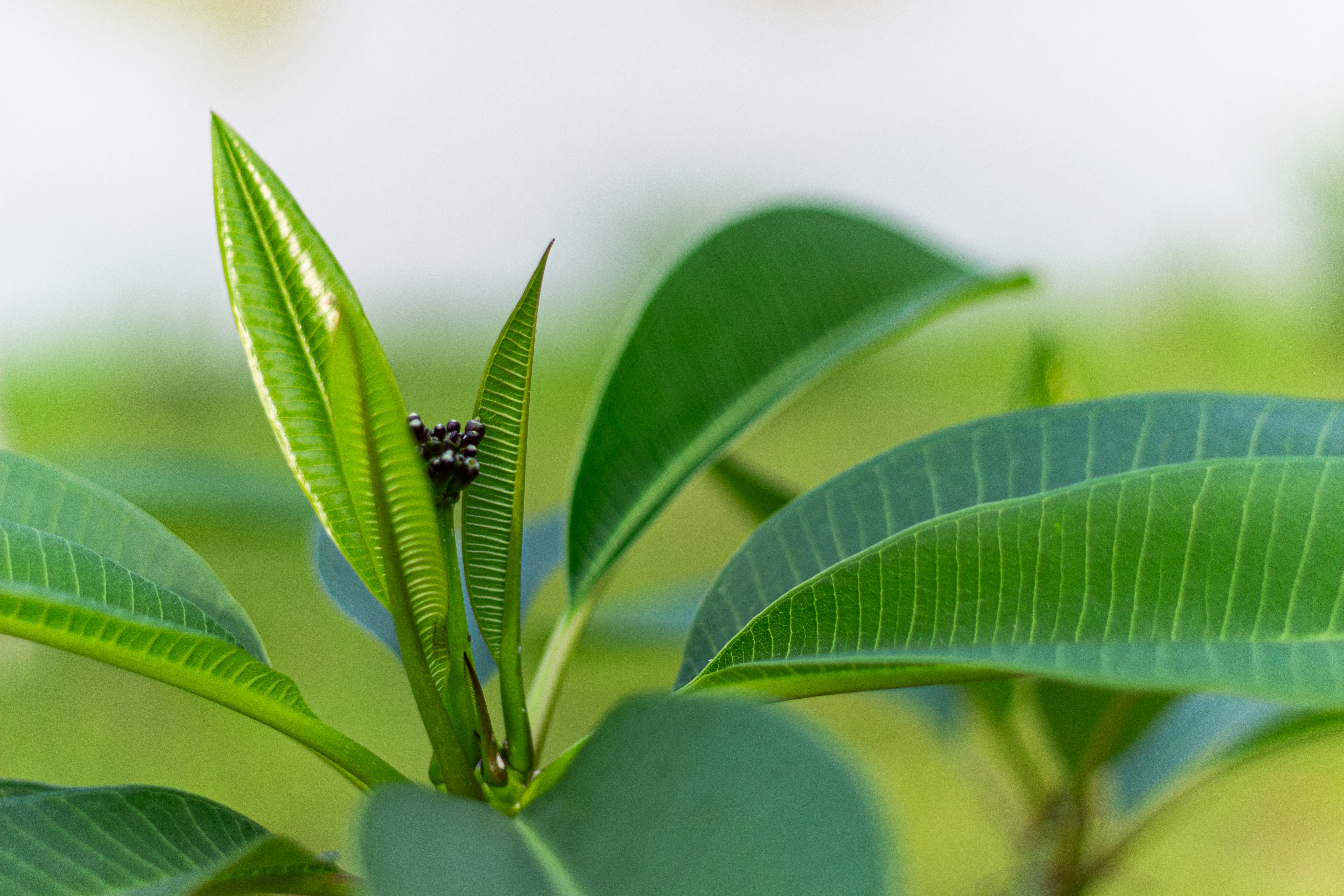 A close-up of vibrant green leaves with delicate veins.