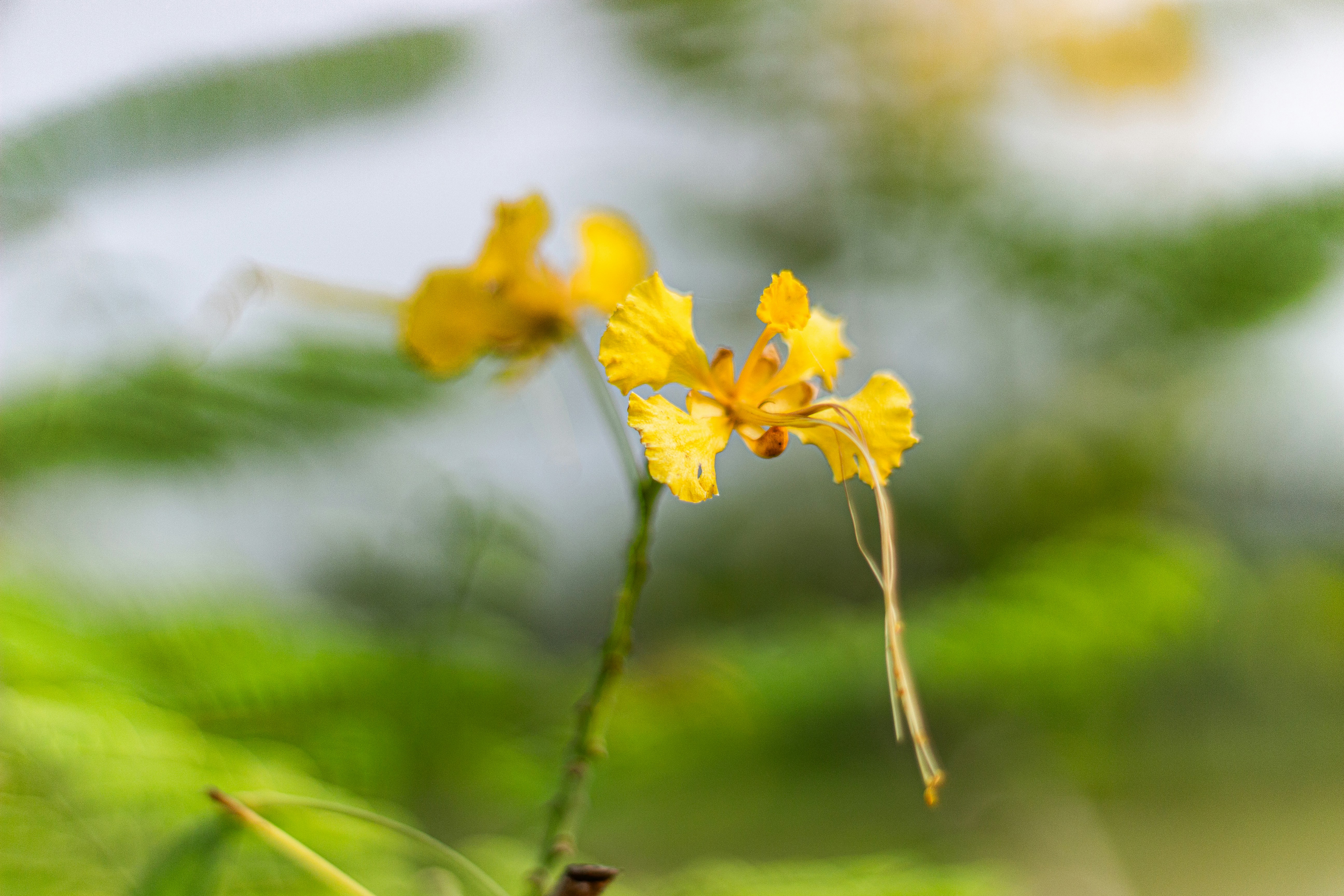 A delicate yellow flower with long stamens.