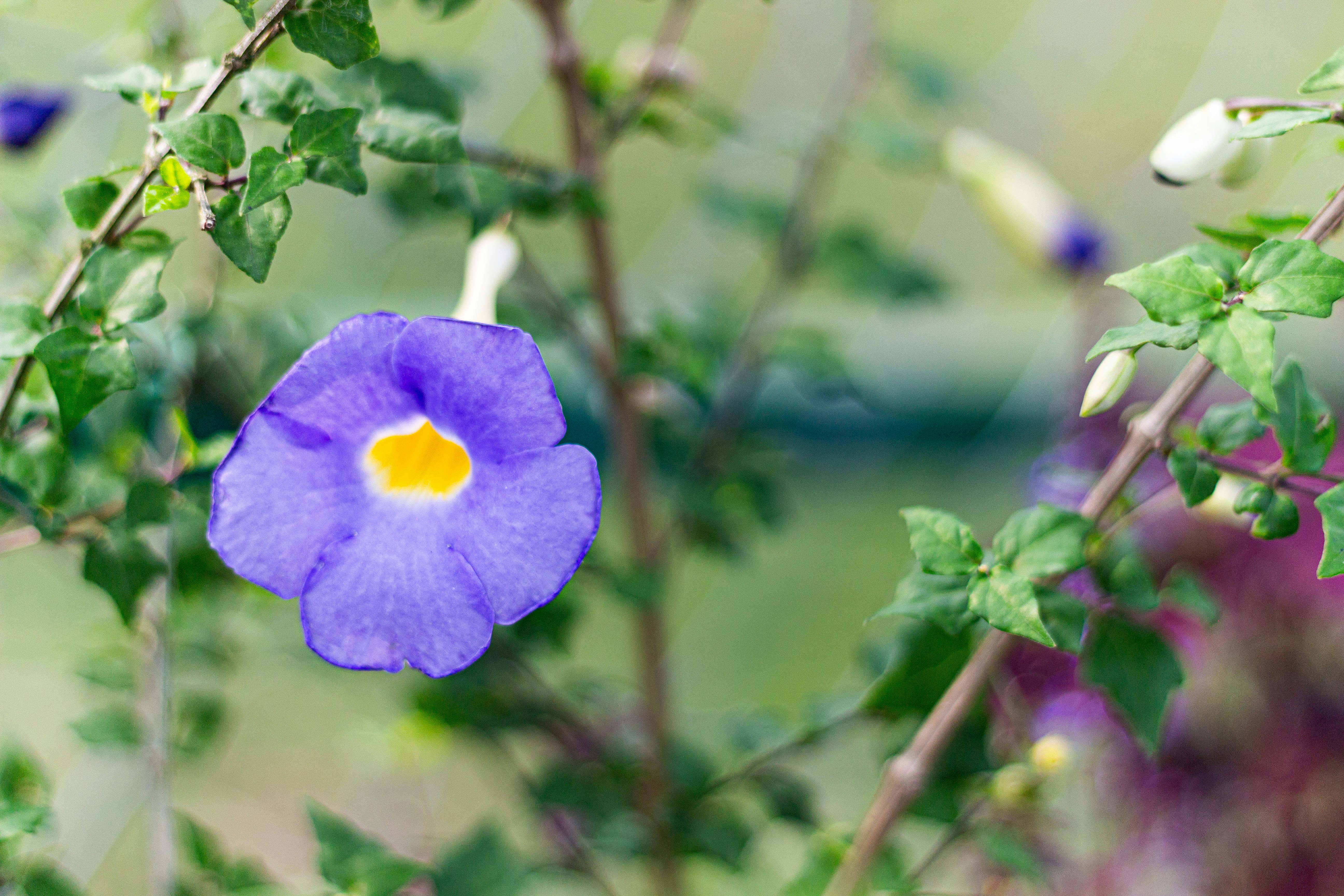 A single purple flower with a yellow center.