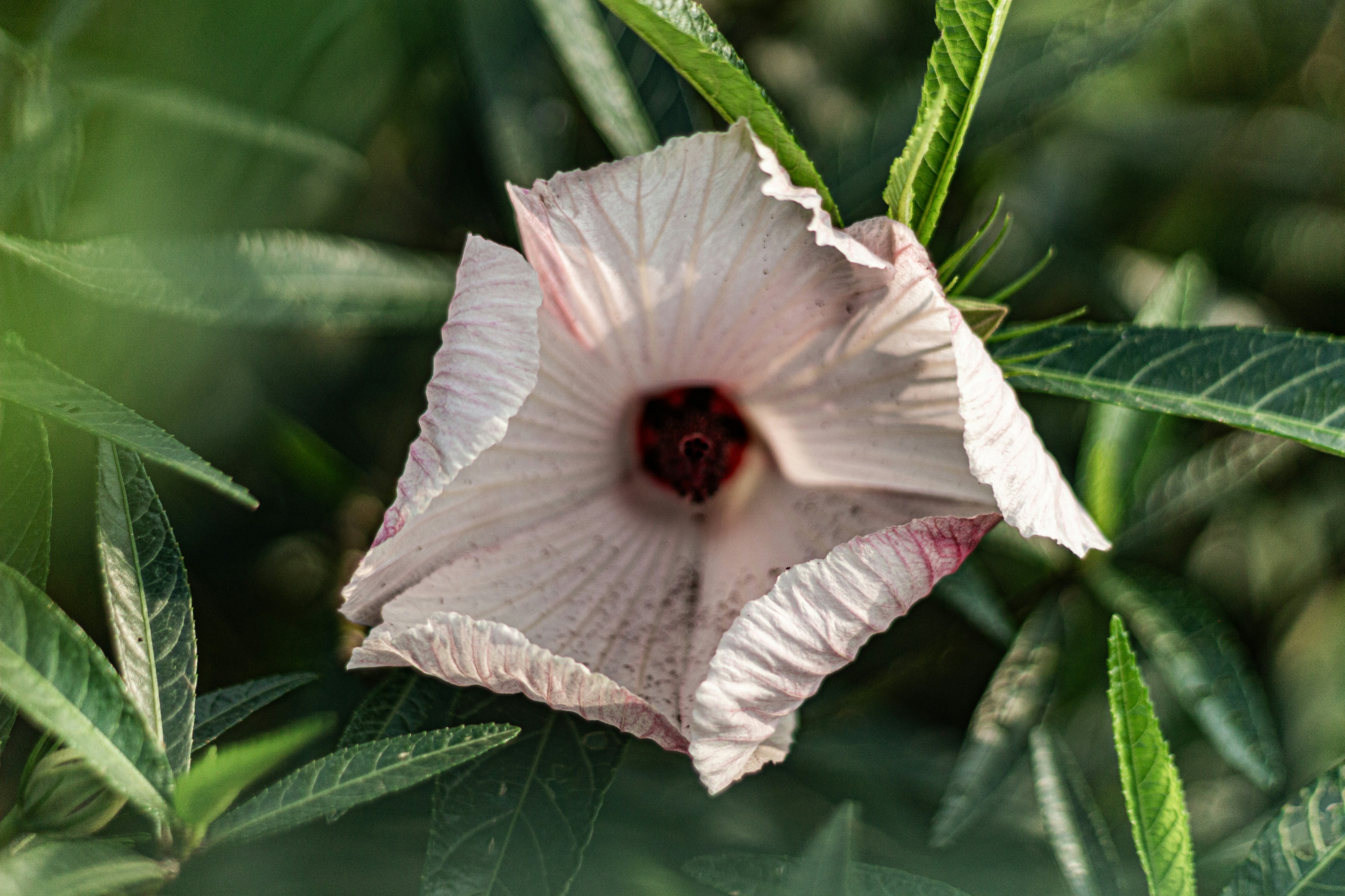 A pale pink hibiscus flower with a dark center.