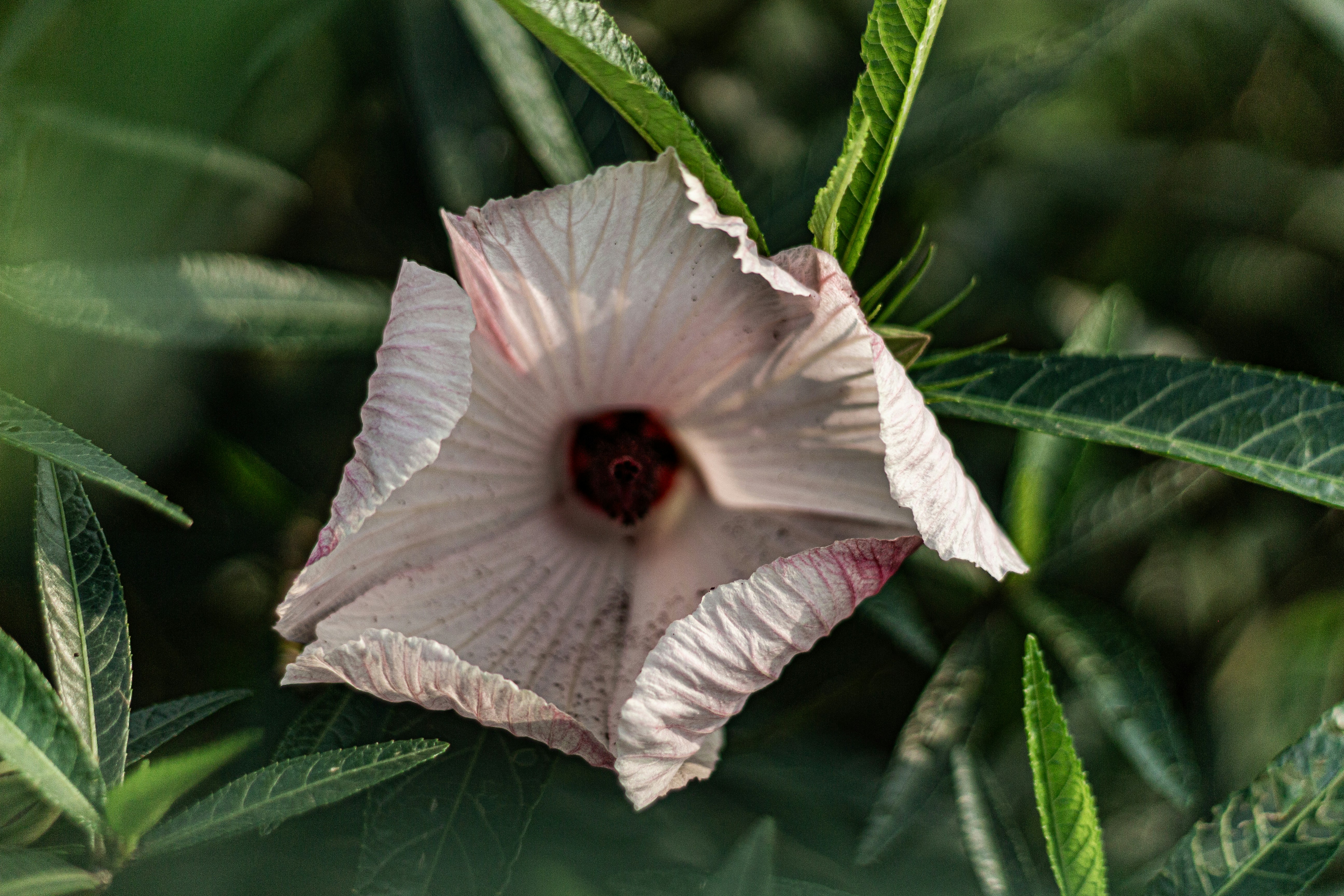 A delicate pink hibiscus flower with a dark center.