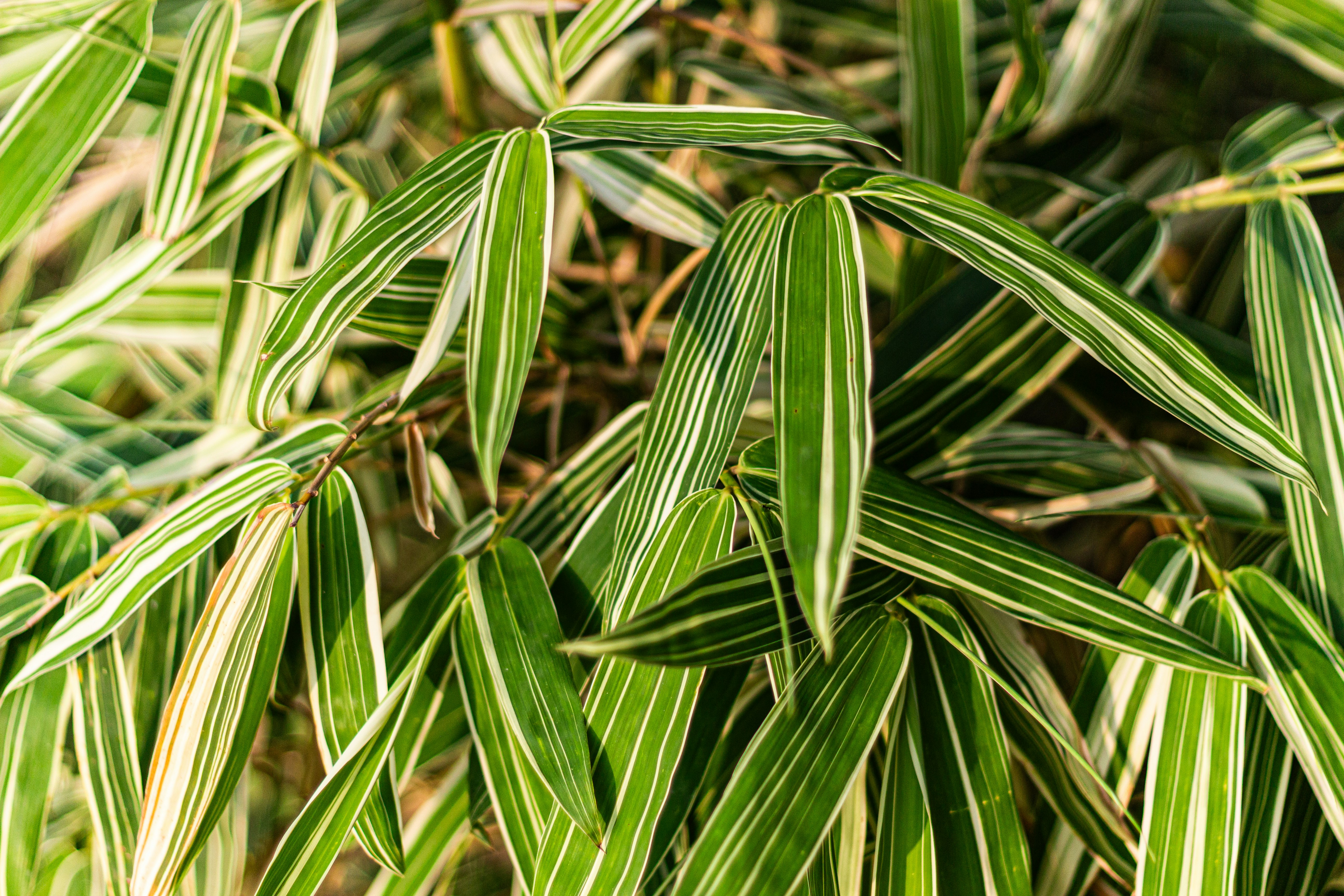 Close-up of variegated bamboo leaves with green and white stripes.