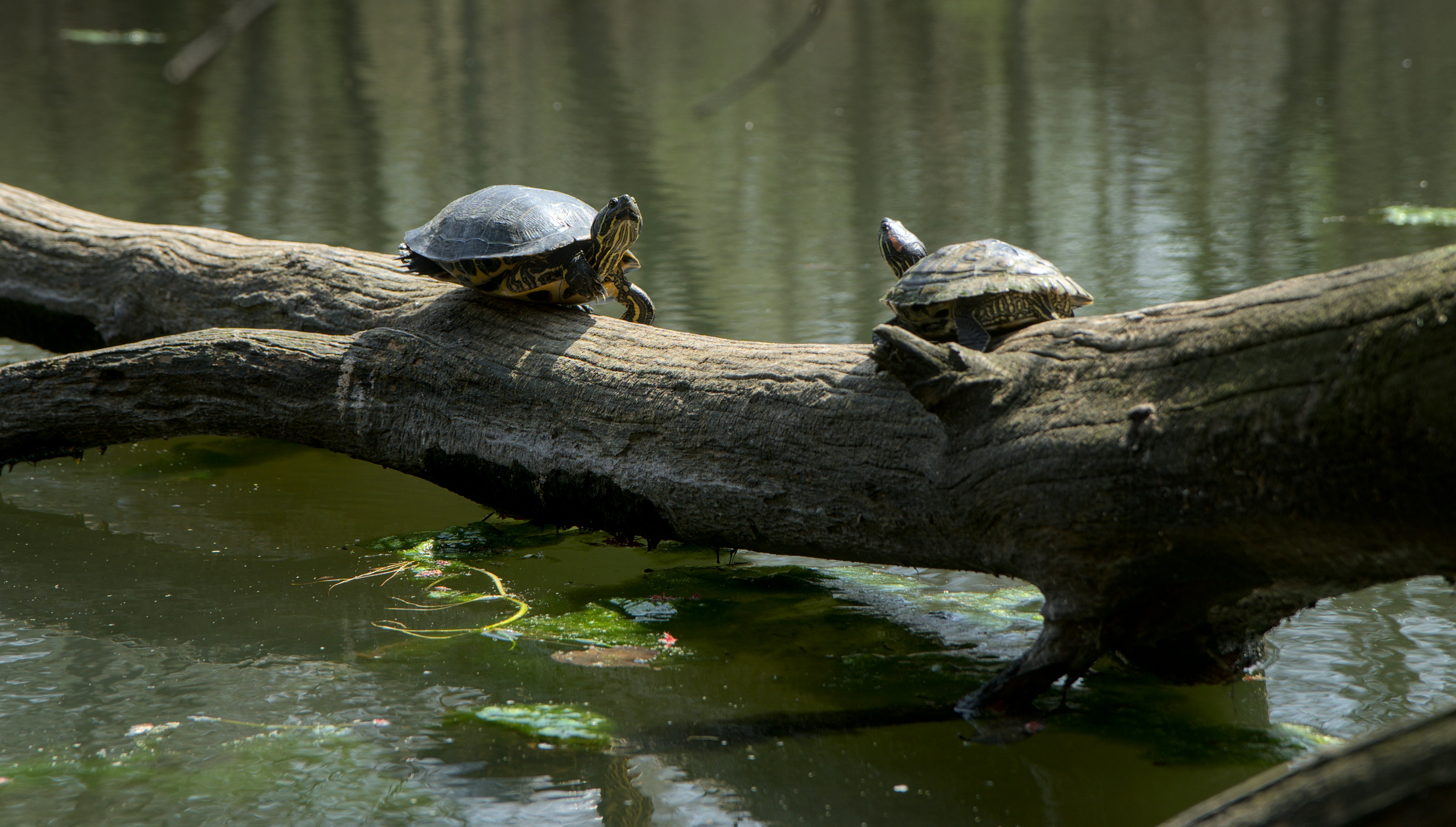 Photo by hasnainsikora