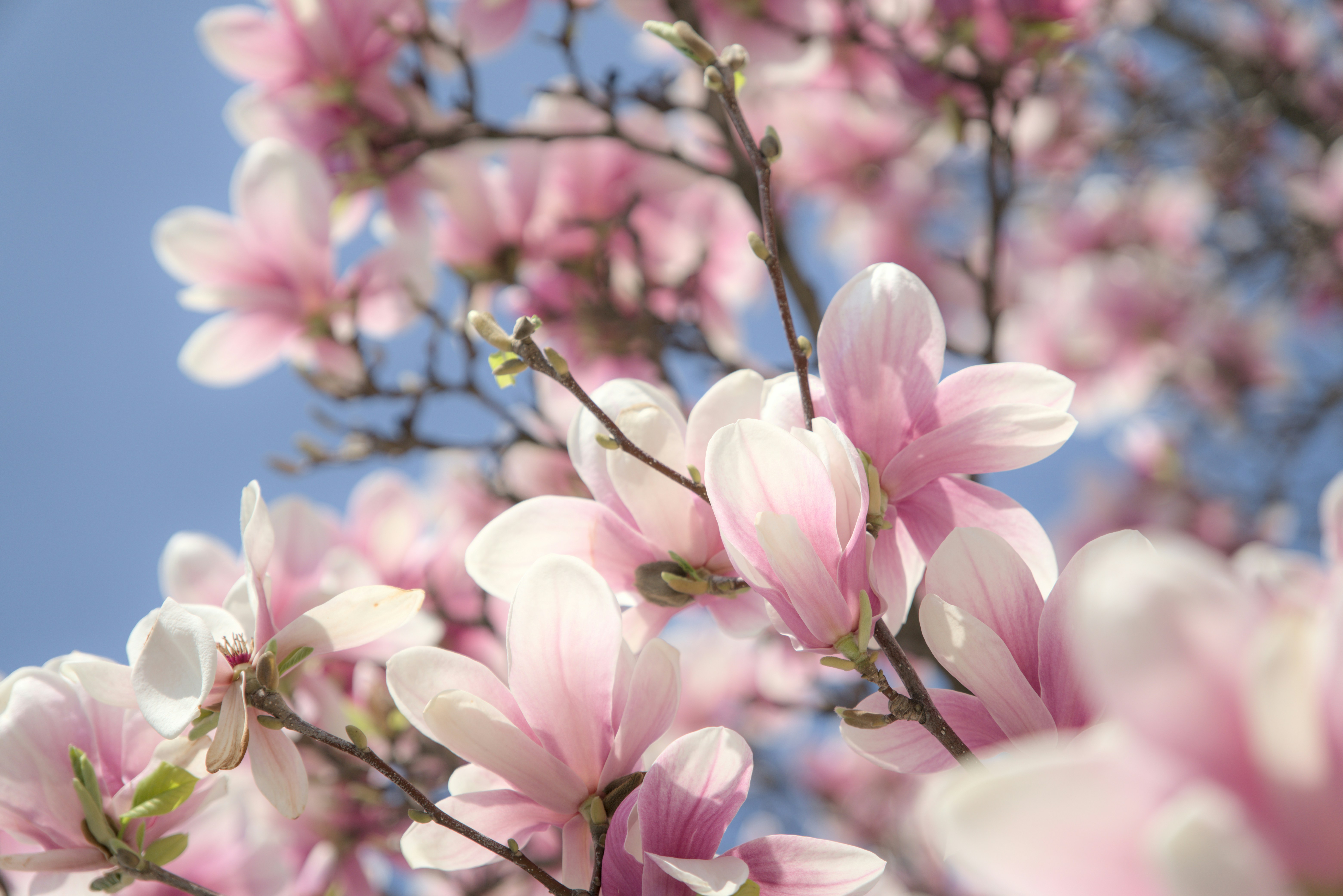 Photo by hasnainsikora