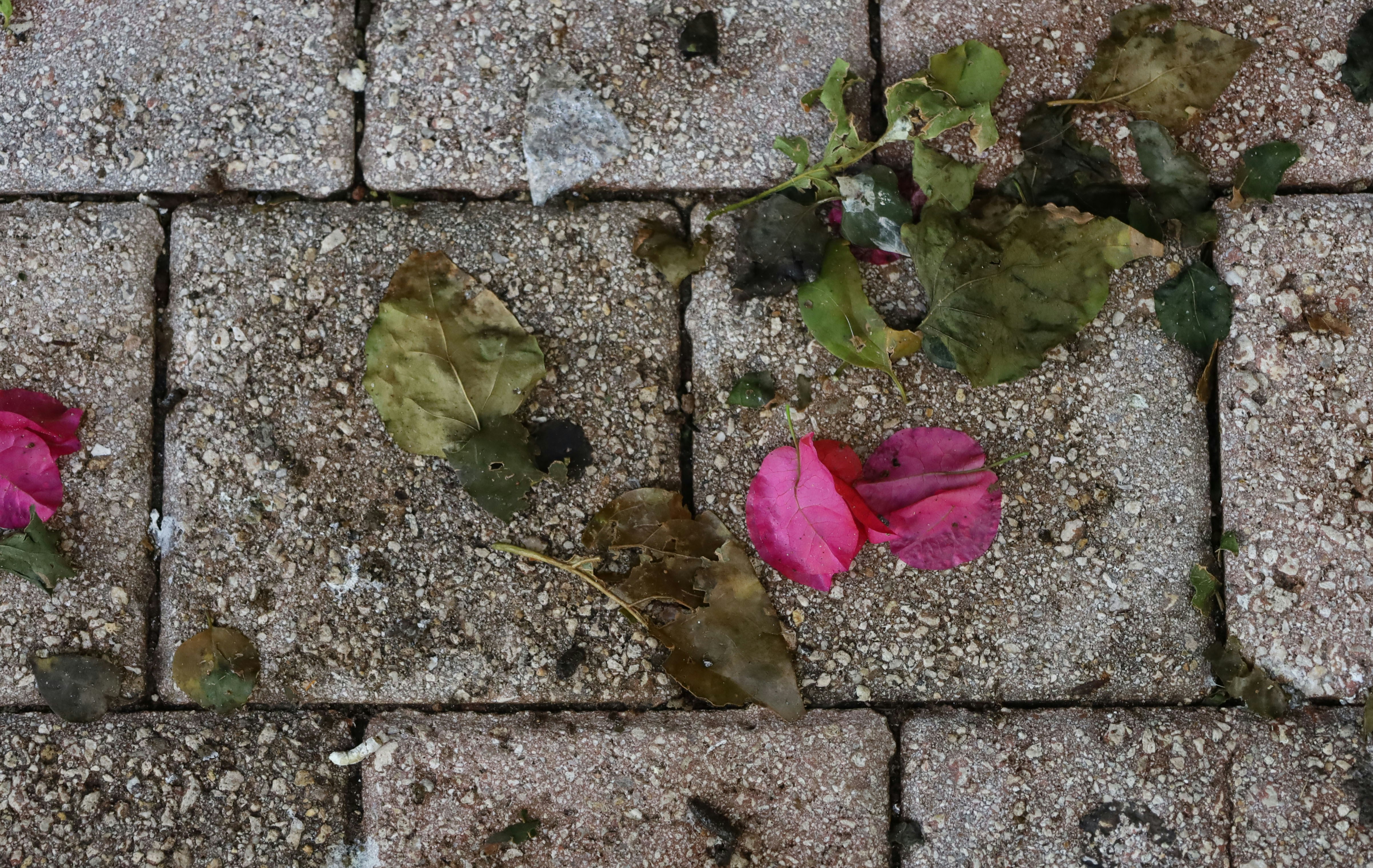 Pétales et feuilles de fleurs roses sur un trottoir de briques