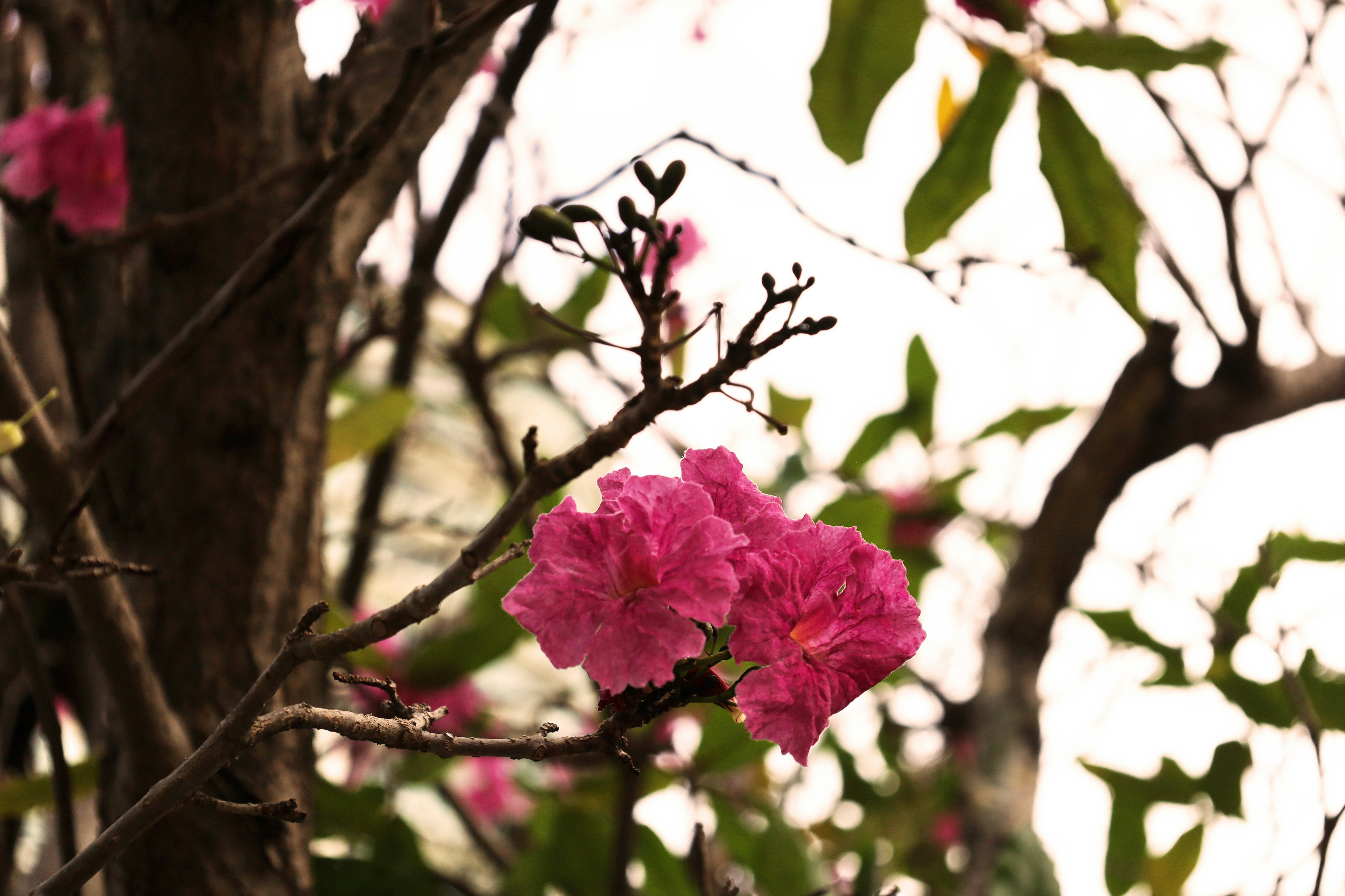 Des fleurs roses fleurissent sur une branche d’arbre.