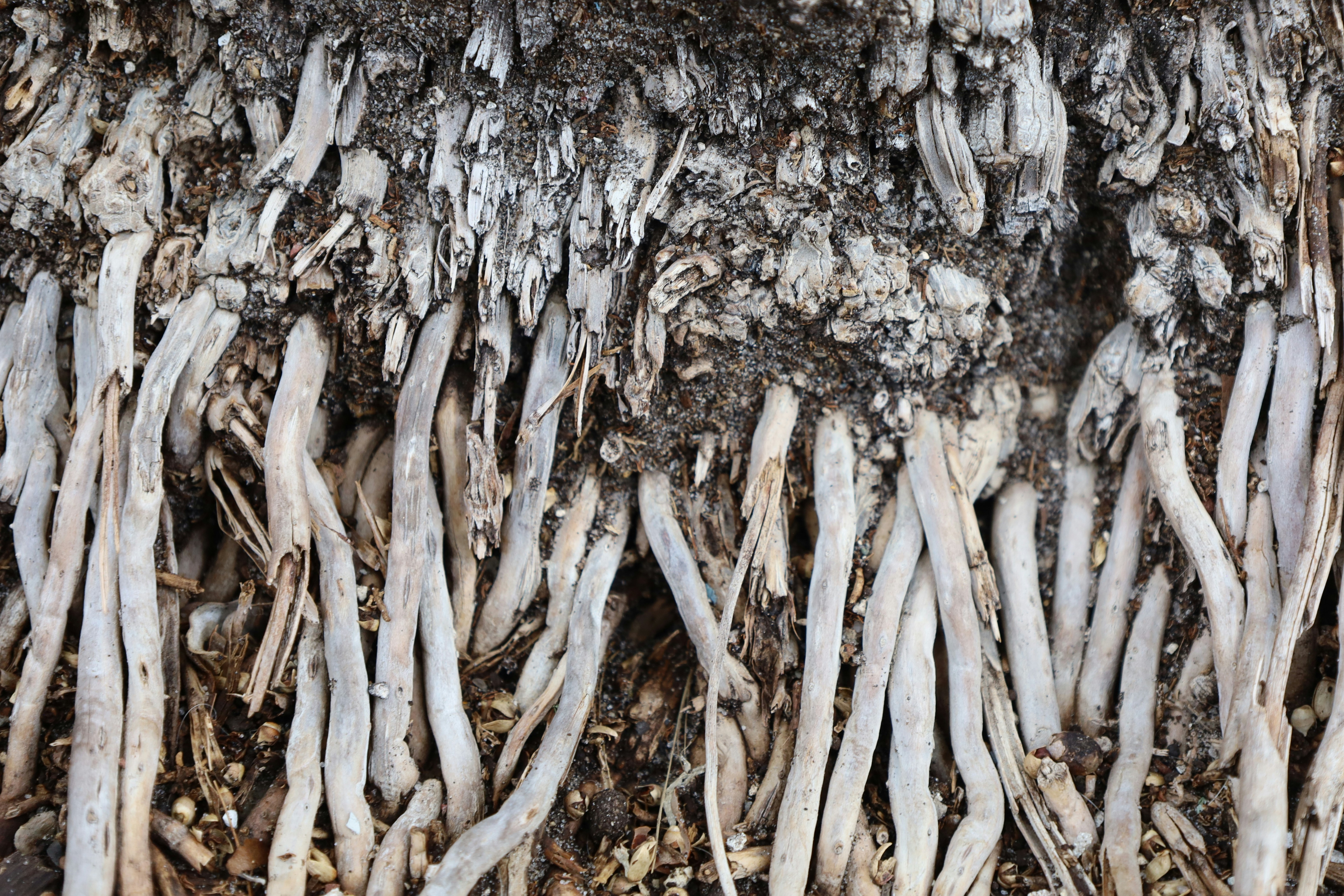 Close-up of aerial roots of a plant