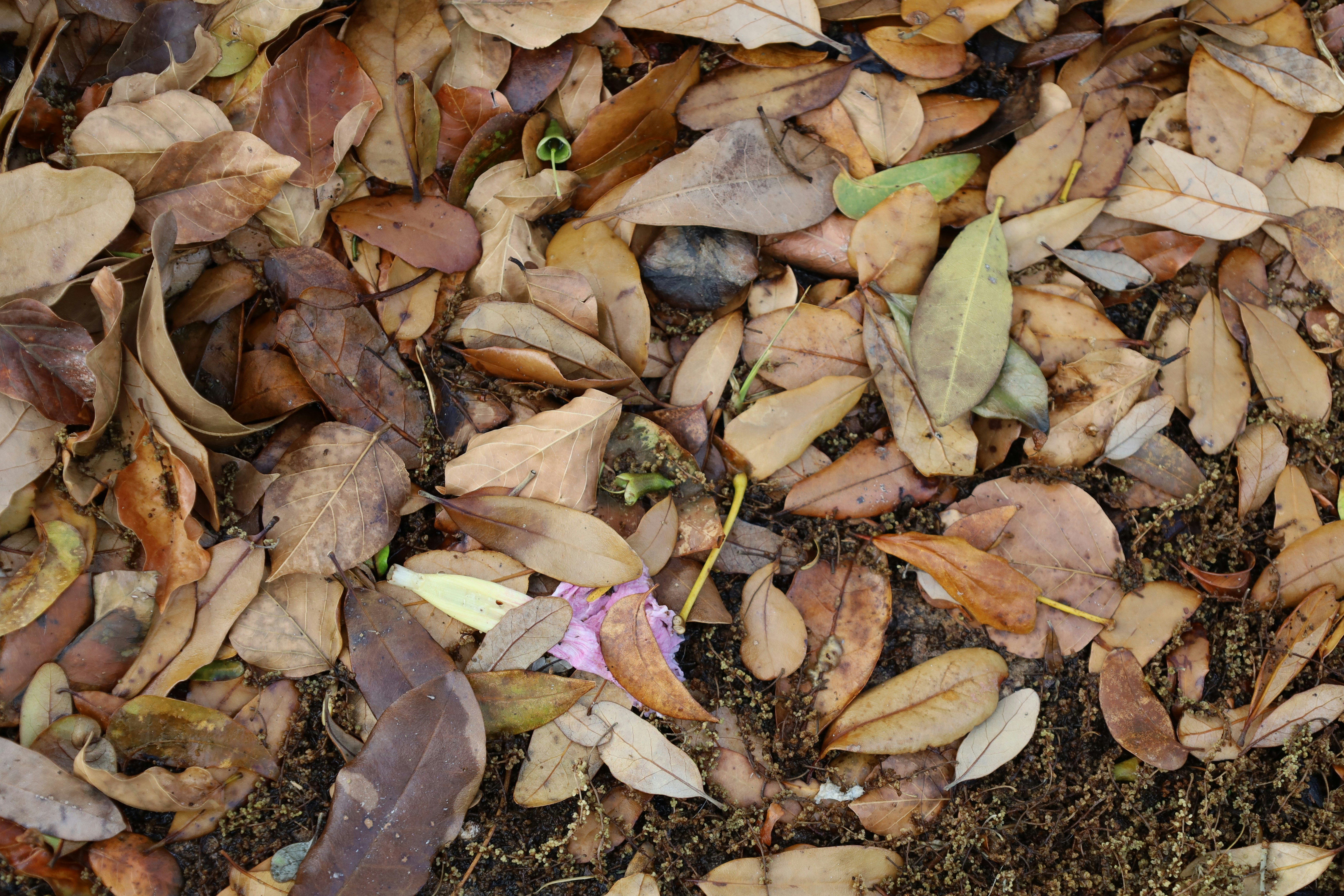 Un tas de feuilles d’automne tombées au sol.