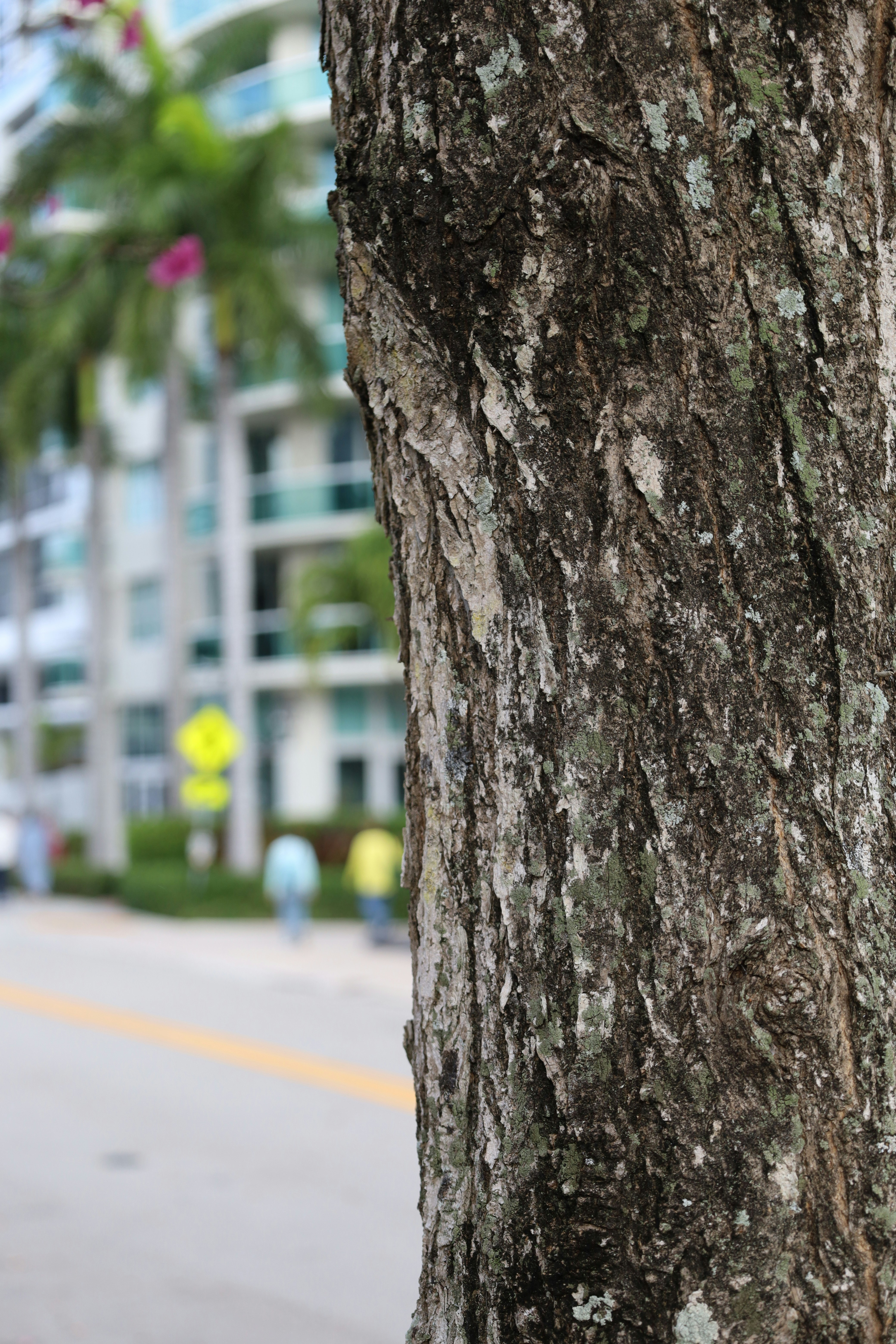 Gros plan de l’écorce d’un arbre avec des bâtiments urbains floutés derrière