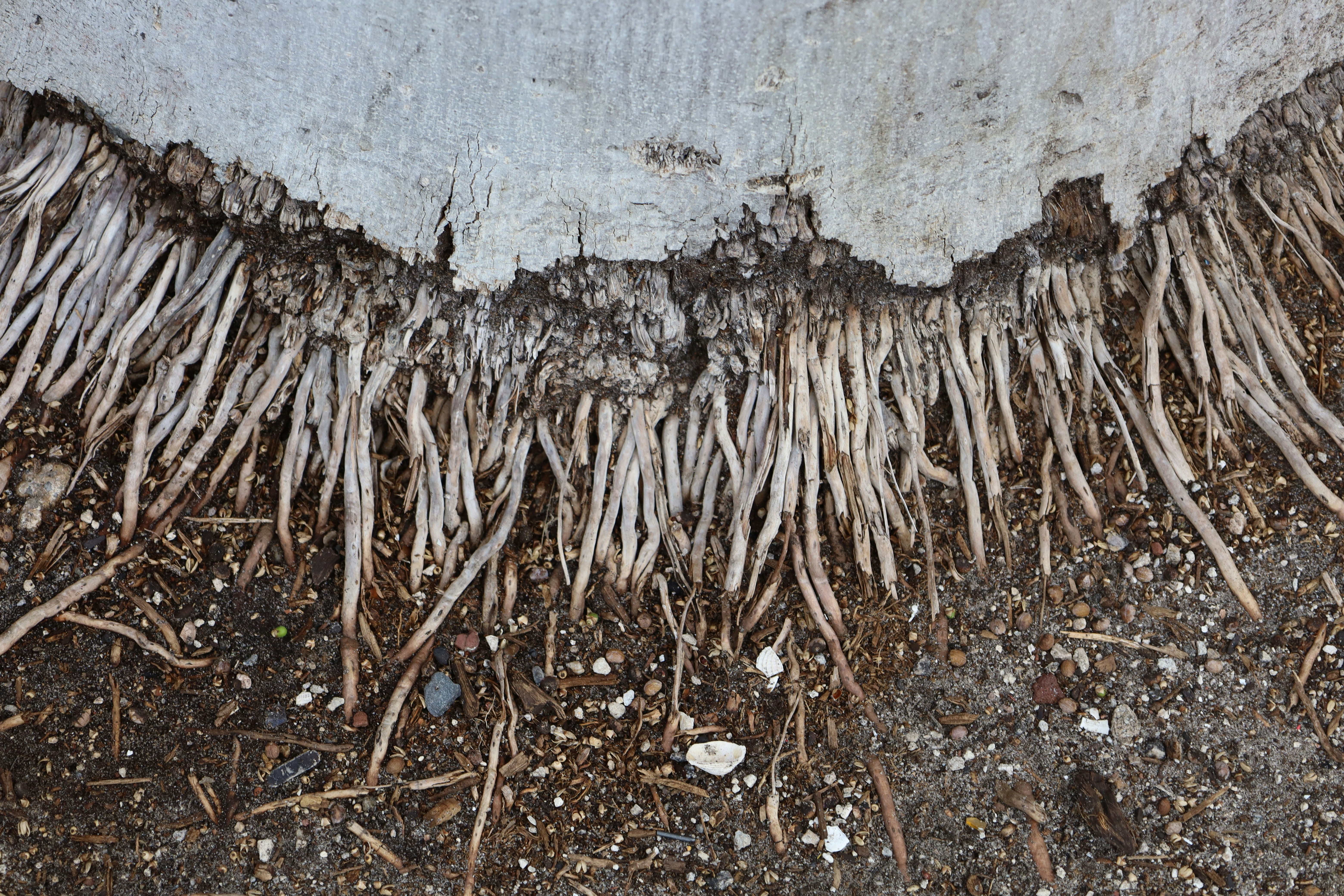 Tree root intrusion in an older cast-iron pipe - fix clogged pipes
