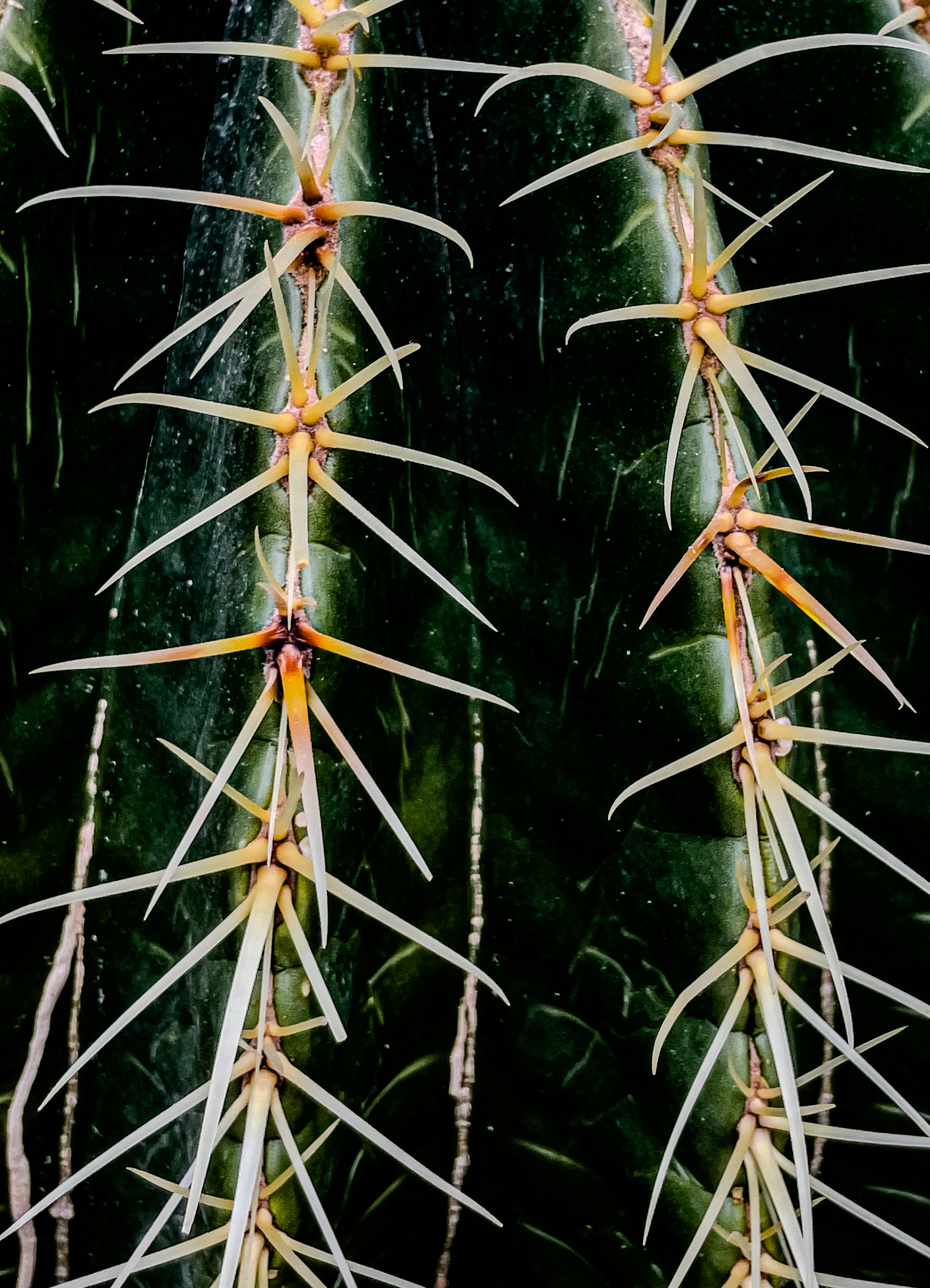 Close-up of sharp white spines on a green cactus.
