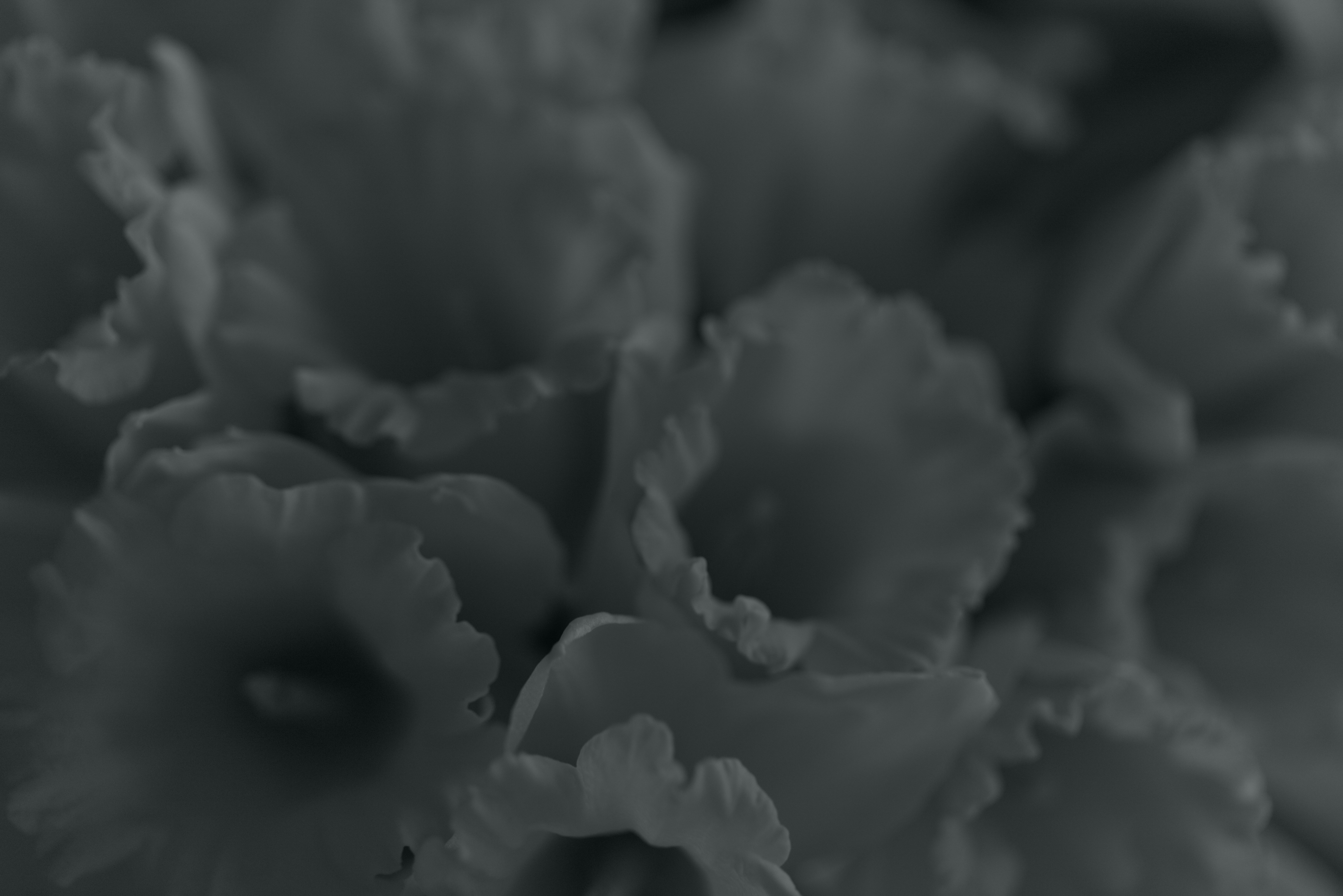 Close-up of dark, ruffled flower petals