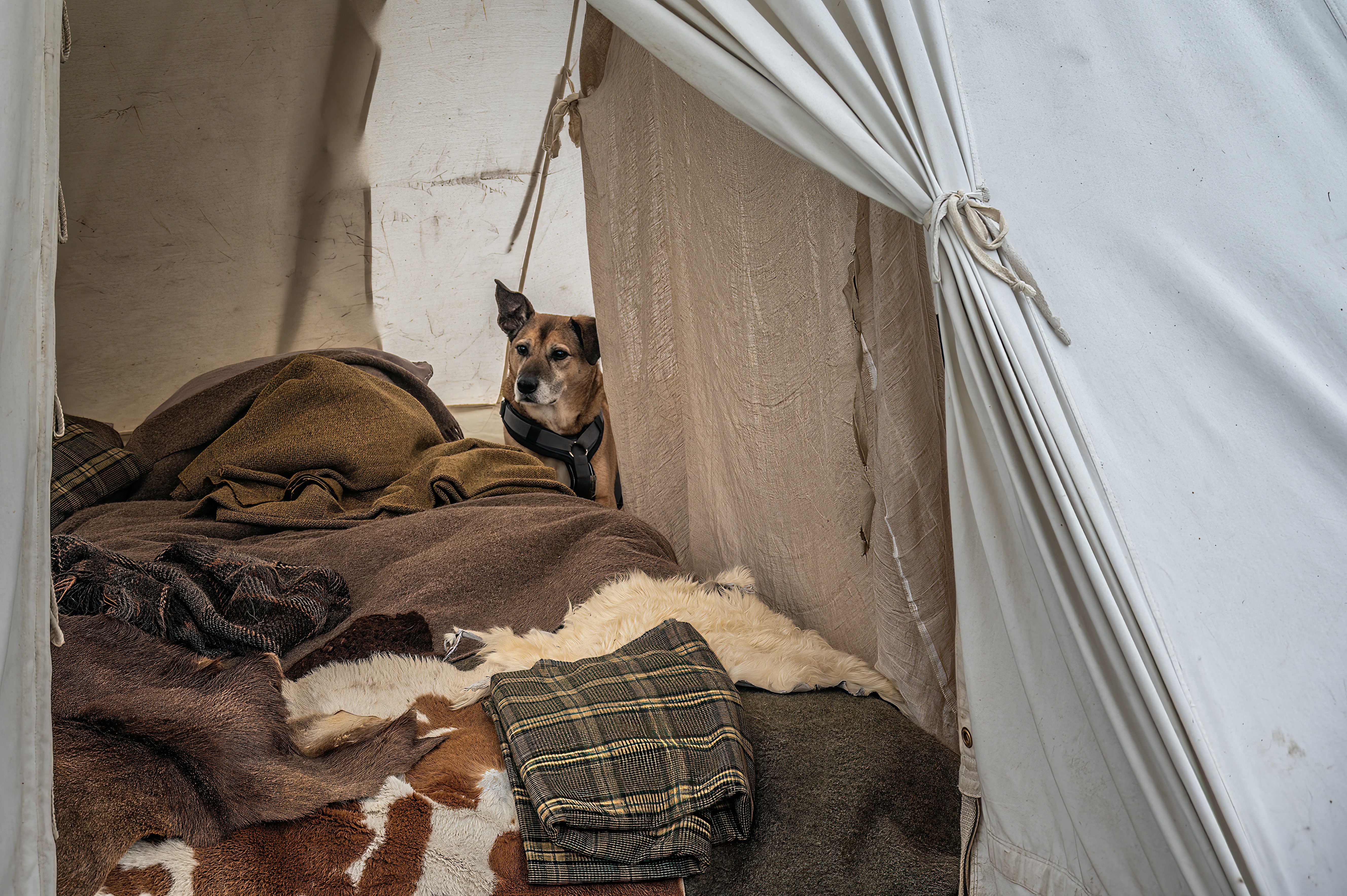 A small dog peeks out from inside a tent.
