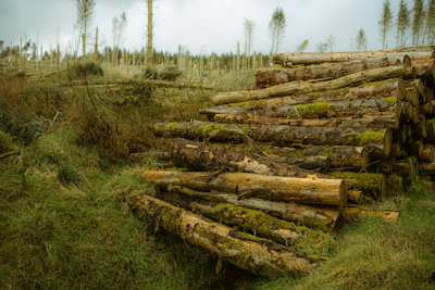 Felled logs piled in a grassy, wooded area.