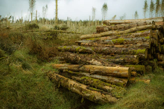 Felled logs piled in a grassy, wooded area.